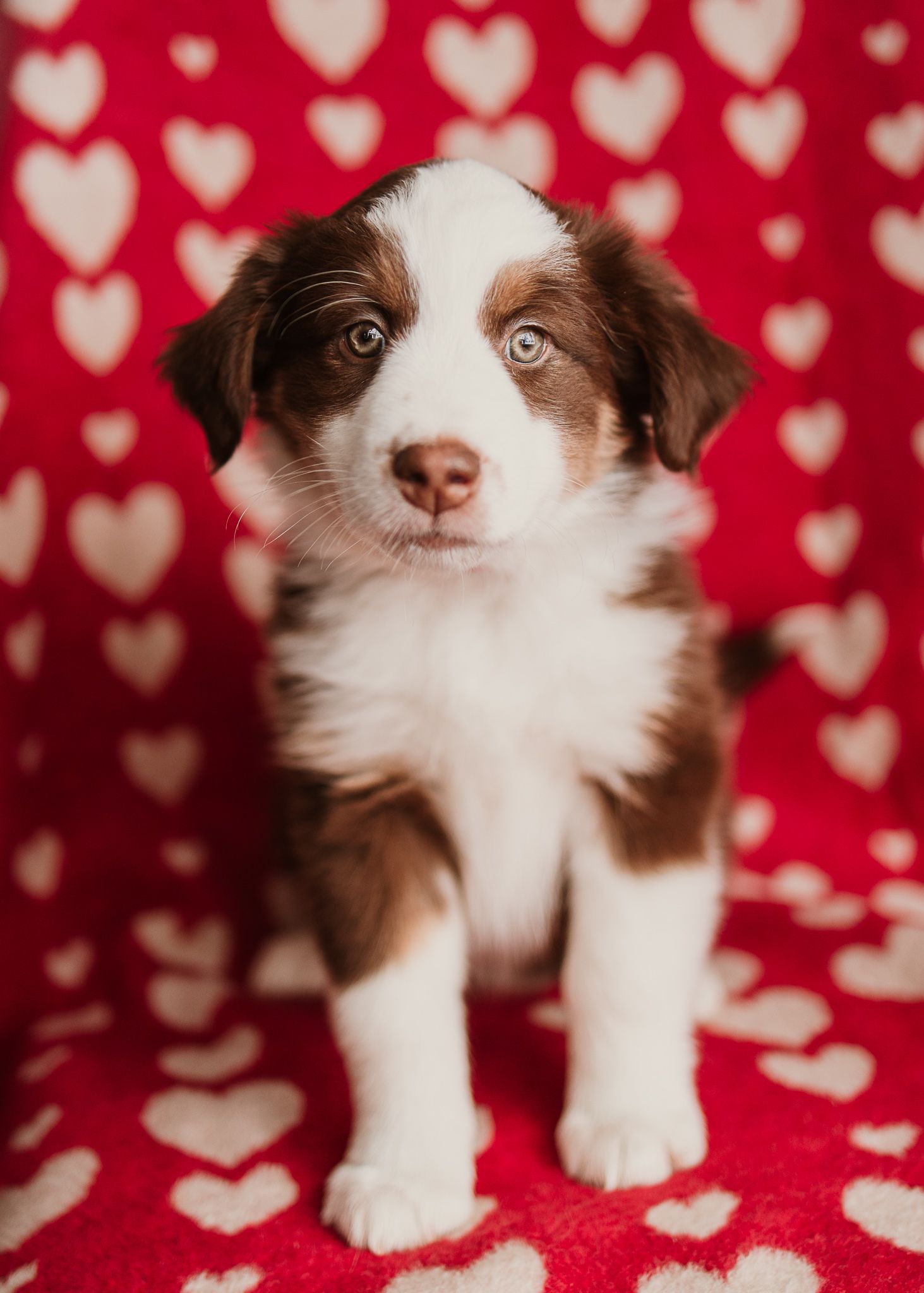 Adorable brown and white puppy on red heart patterned background looking at camera.