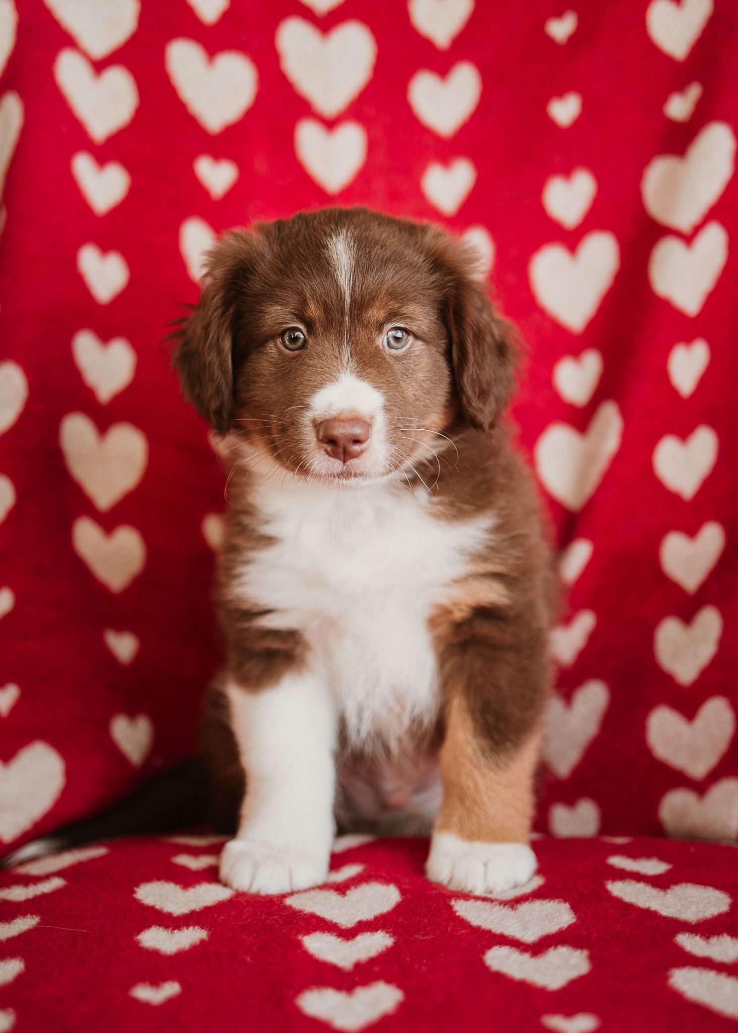 Adorable brown and white Australian Shepherd puppy poses against red and white heart patterned background in Valentine's themed photo.