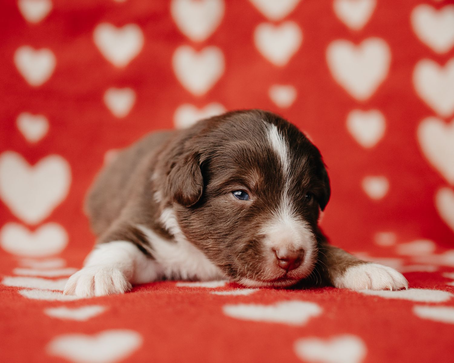 Border collie puppy lying on red and white heart patterned fabric looking sleepy and adorable.