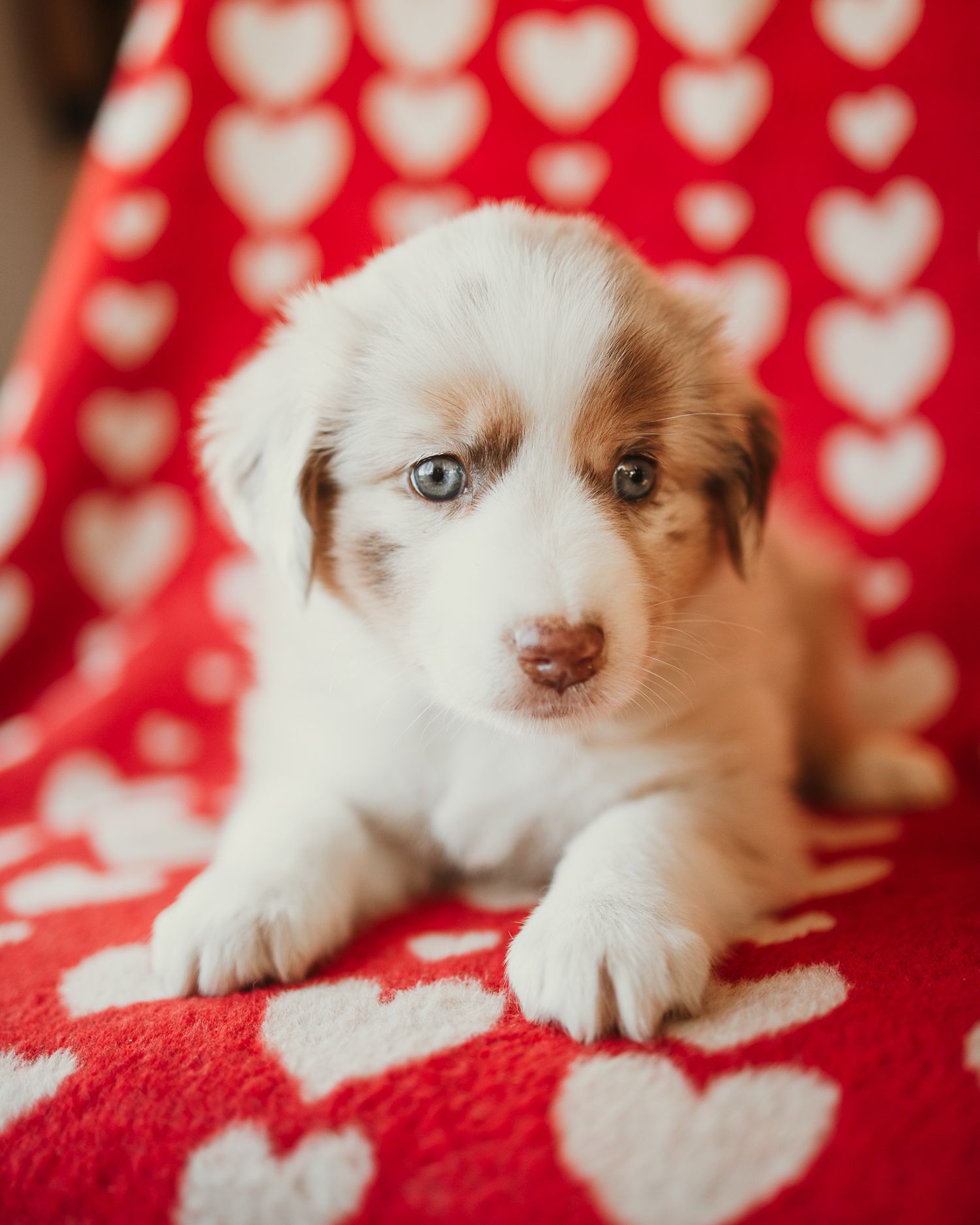 Adorable white and tan puppy lying on red heart patterned blanket with bright blue eyes looking at camera.