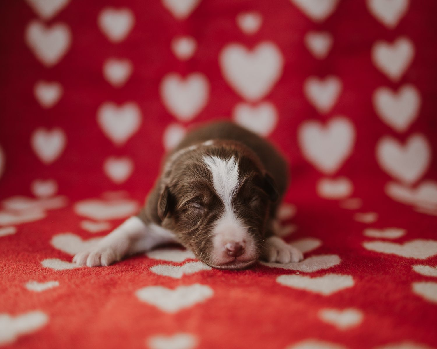 Sleeping brown and white puppy rests on red and white heart patterned background.