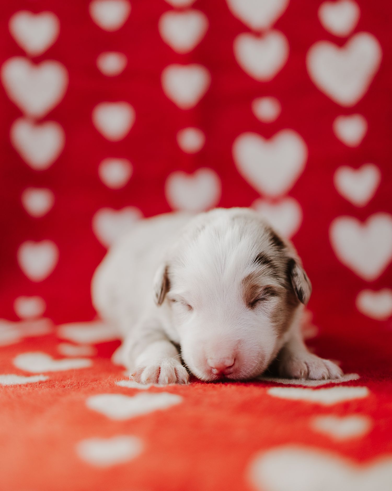 Tiny white puppy sleeping on red background with heart pattern backdrop for Valentine's Day themed photo.