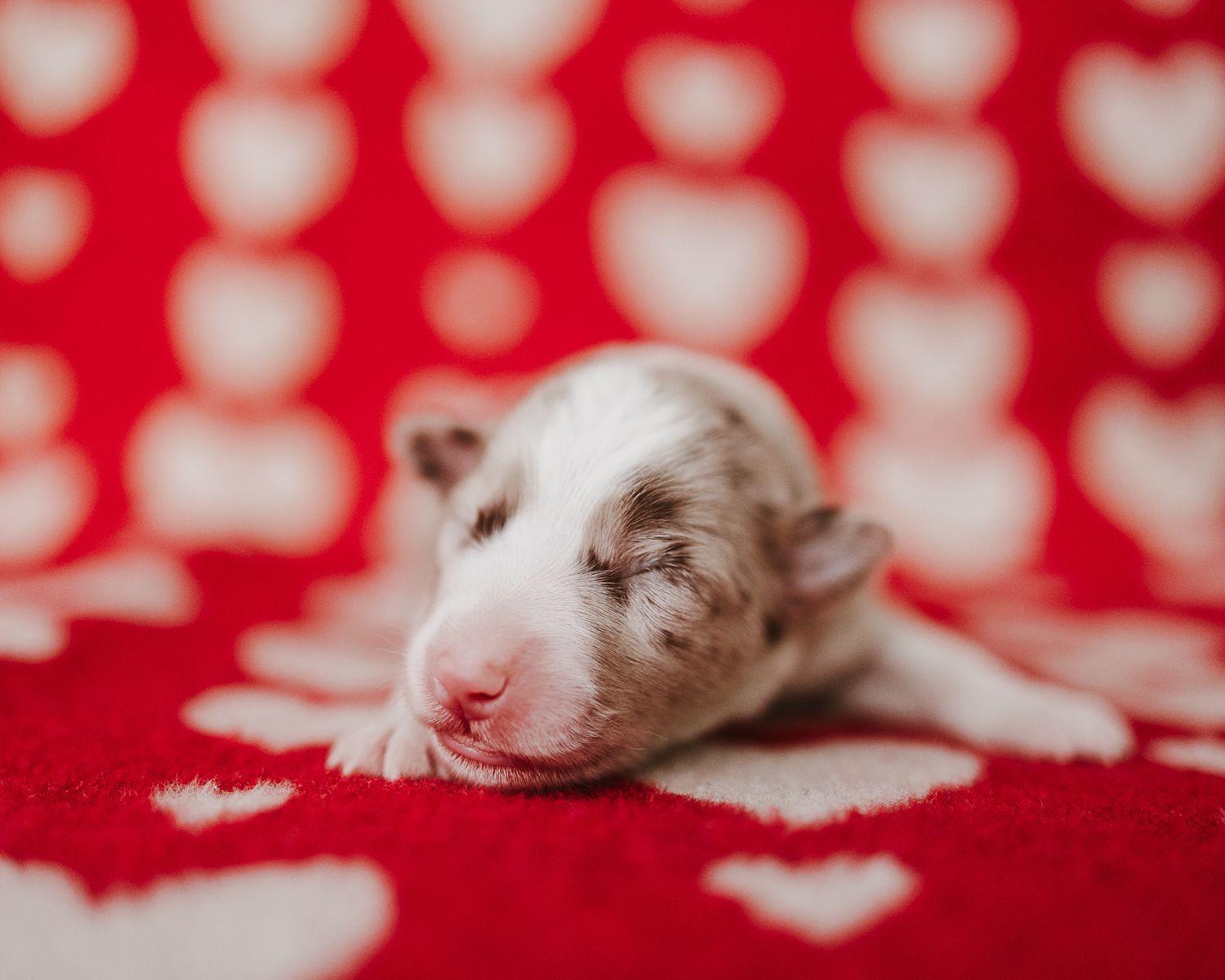 Newborn puppy sleeping on red and white polka dot fabric with shallow depth of field.
