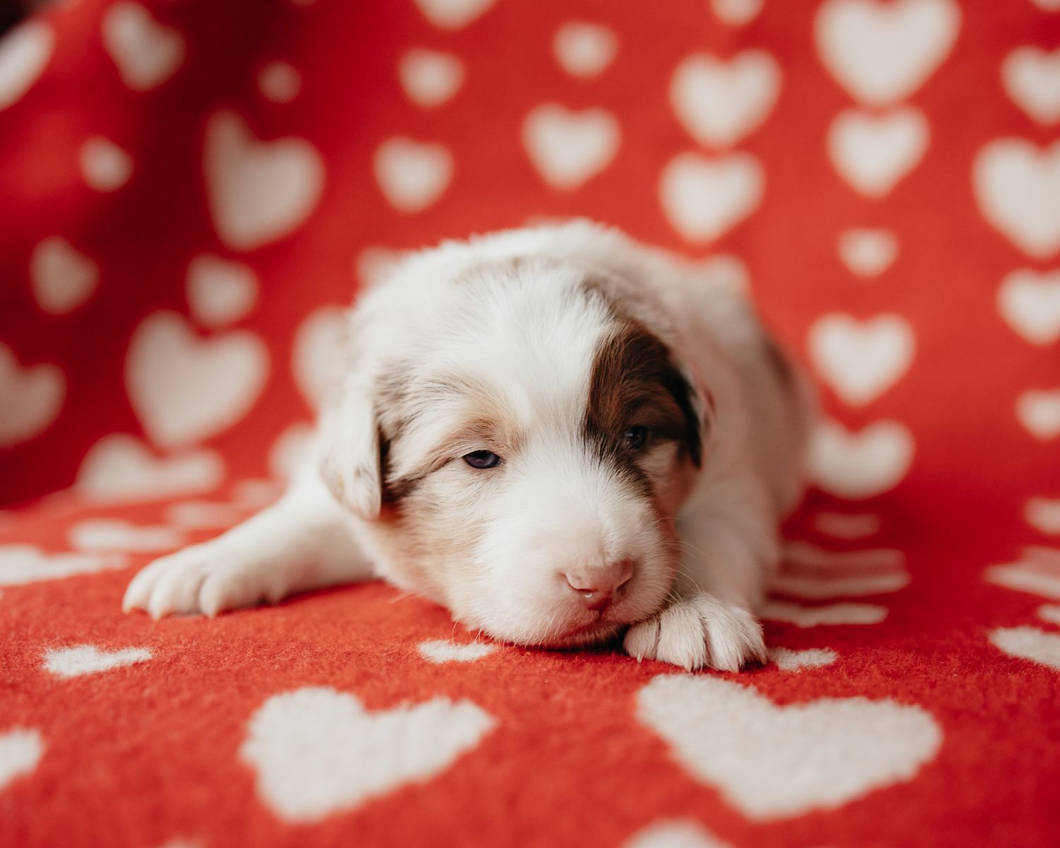 Sleeping white puppy rests peacefully on red fabric with heart pattern backdrop.