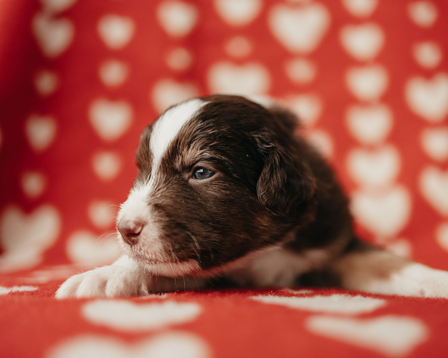 A brown and white puppy lying on a red and white polka dot background, with close up shots of its face.