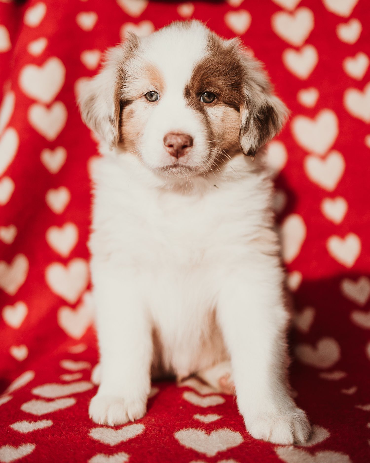 Three adorable ragdoll kittens sitting on a red and white heart patterned blanket in a sequence of poses.