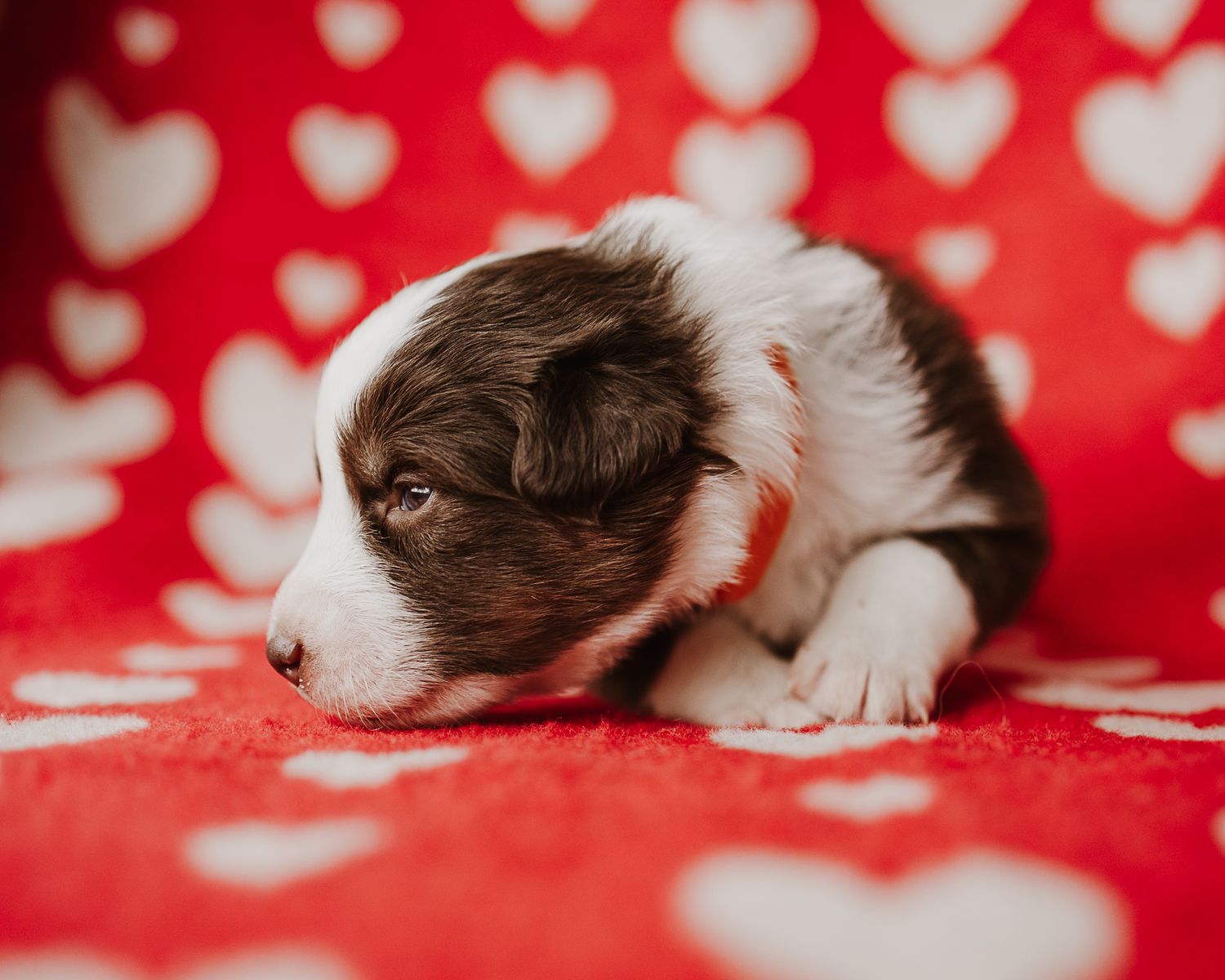 Brown and white puppy sleeping on a red polka dot background.