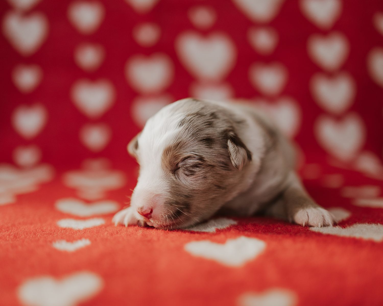 Tiny sleeping puppy rests on red fabric with white heart pattern background.