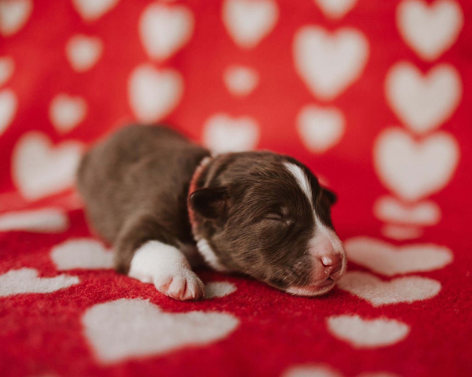 A series of seven photos showing a sleeping brown and white puppy on a red background with white heart pattern.