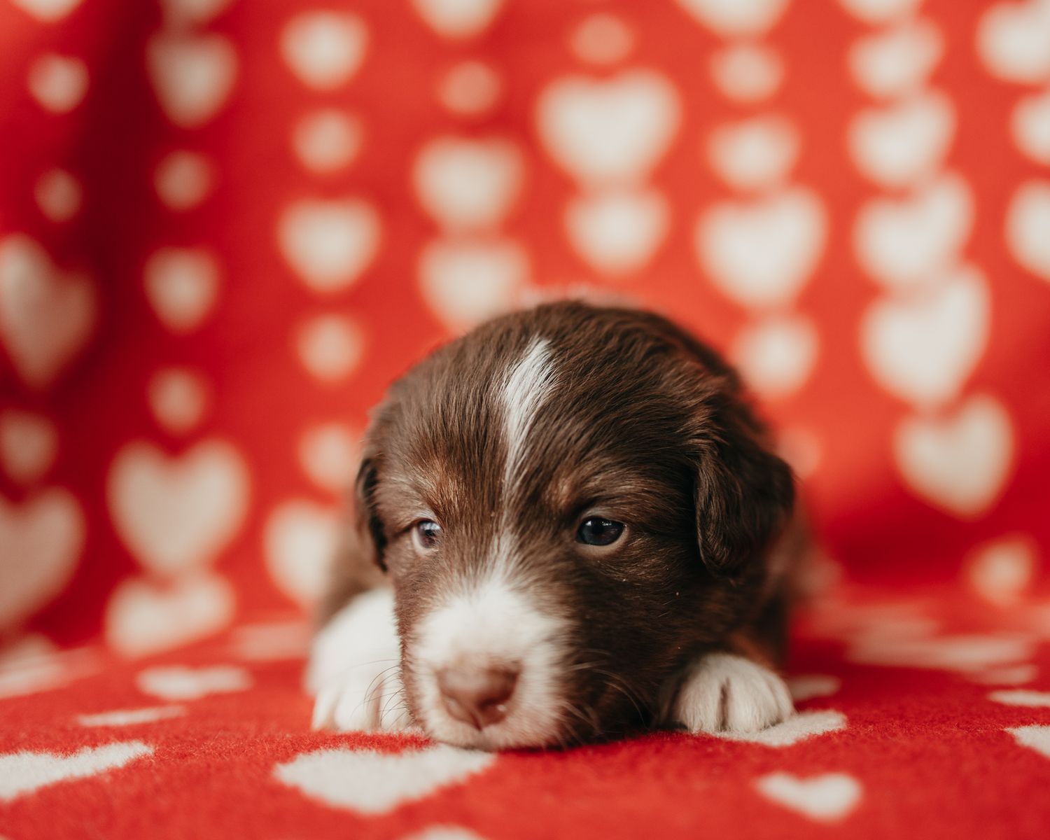 Adorable brown and white puppy lying on red heart patterned background.