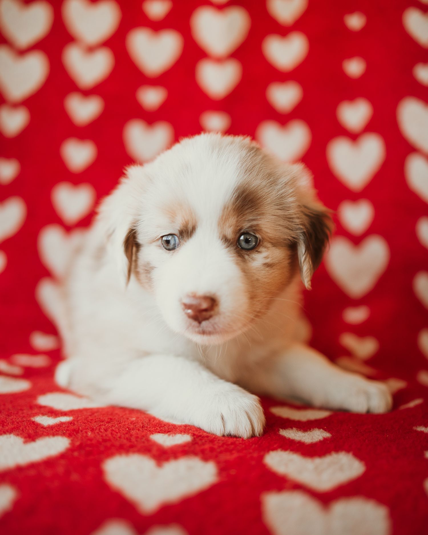 Adorable Australian Shepherd puppy lying on red blanket with heart pattern background.