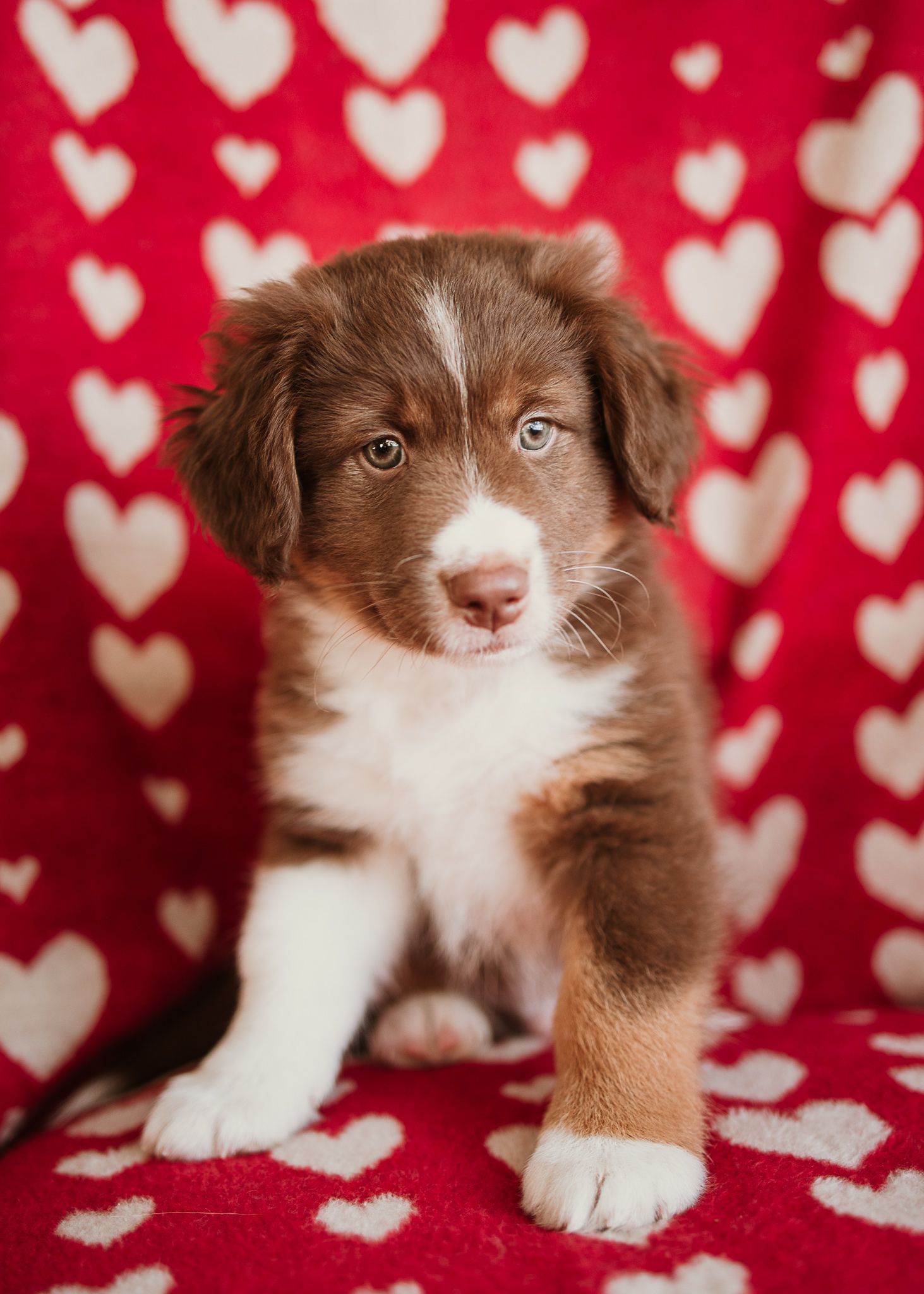 Brown and white puppy sits against red background with white heart pattern, looking adorably at camera.