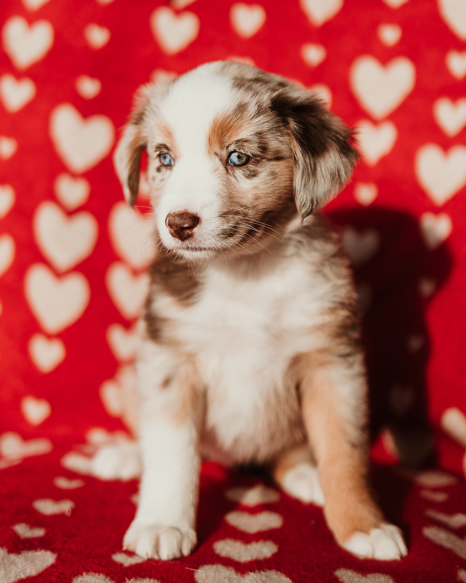Australian shepherd puppy poses against red background with white heart pattern.