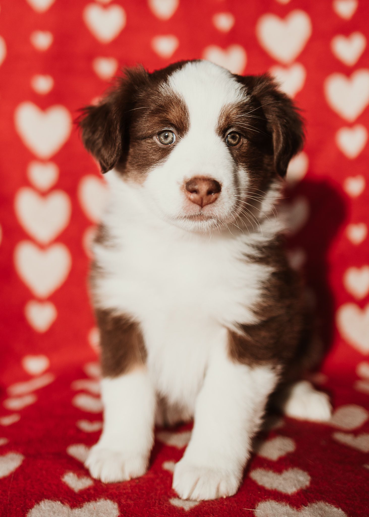 Brown and white puppy sitting on red fabric with heart pattern background in Valentine's Day themed portrait.