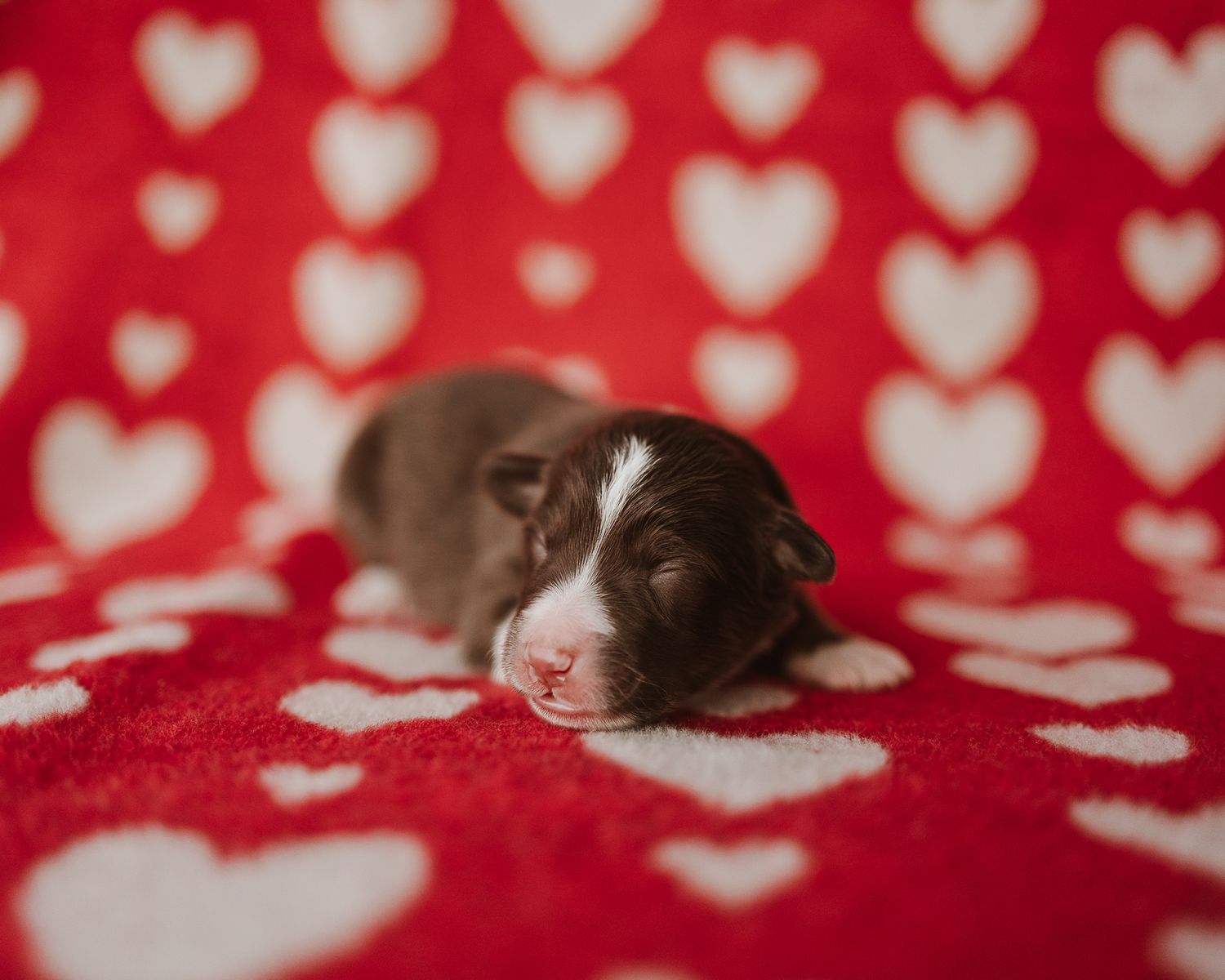 White heart pattern shapes scattered on bright red textured fabric background creates a romantic Valentine's Day design.