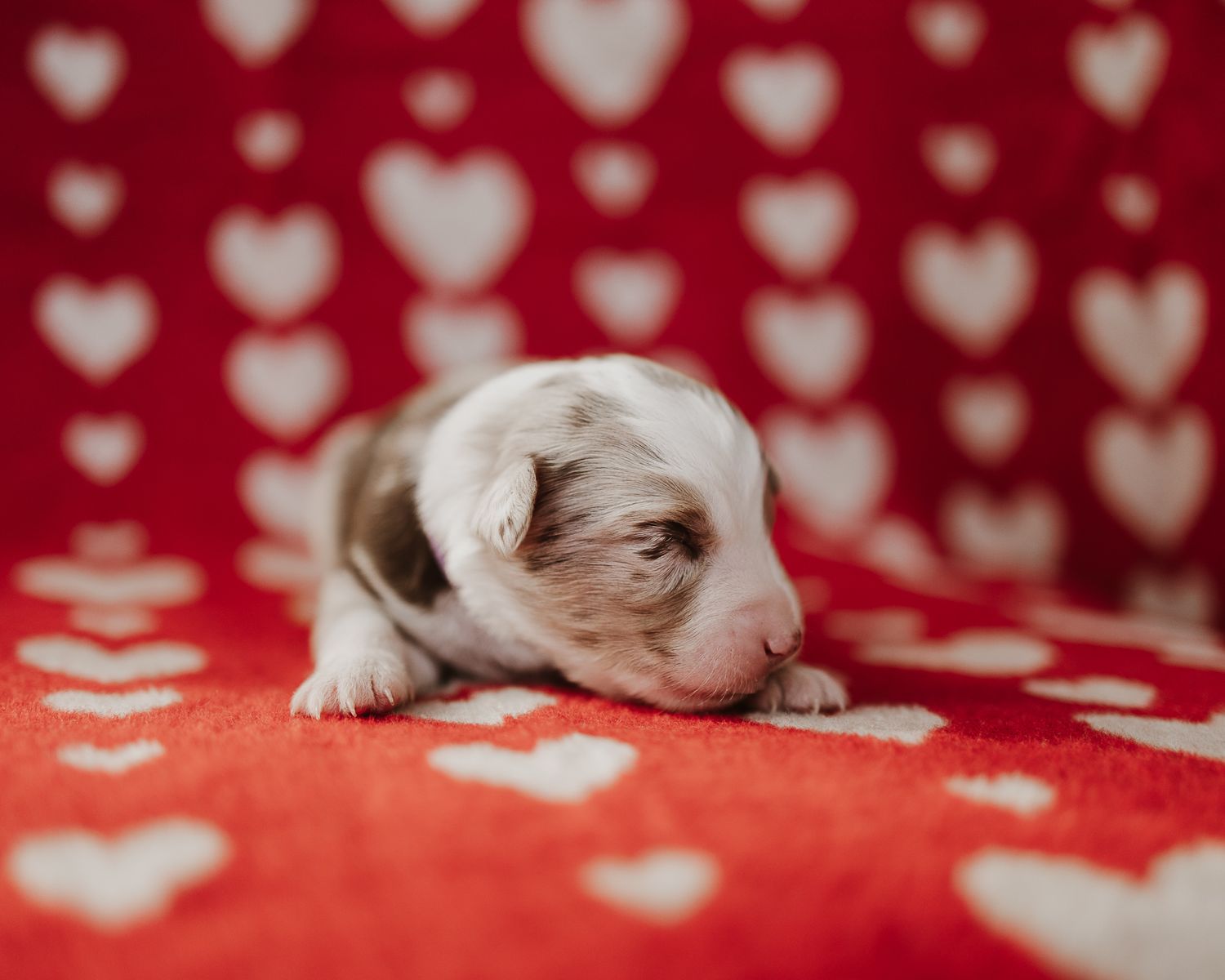 A red and white heart patterned blanket or fabric serves as a background with a partial view in the frame.