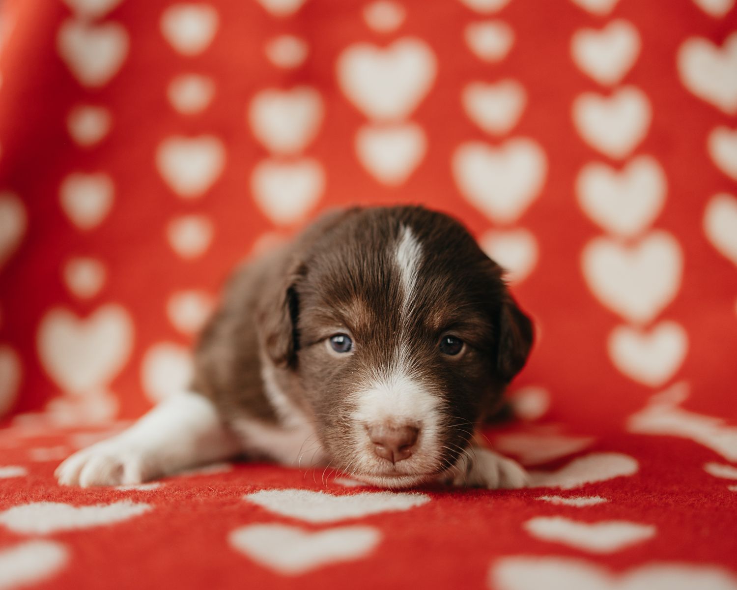 Adorable brown and white puppy resting on red and white heart patterned blanket.