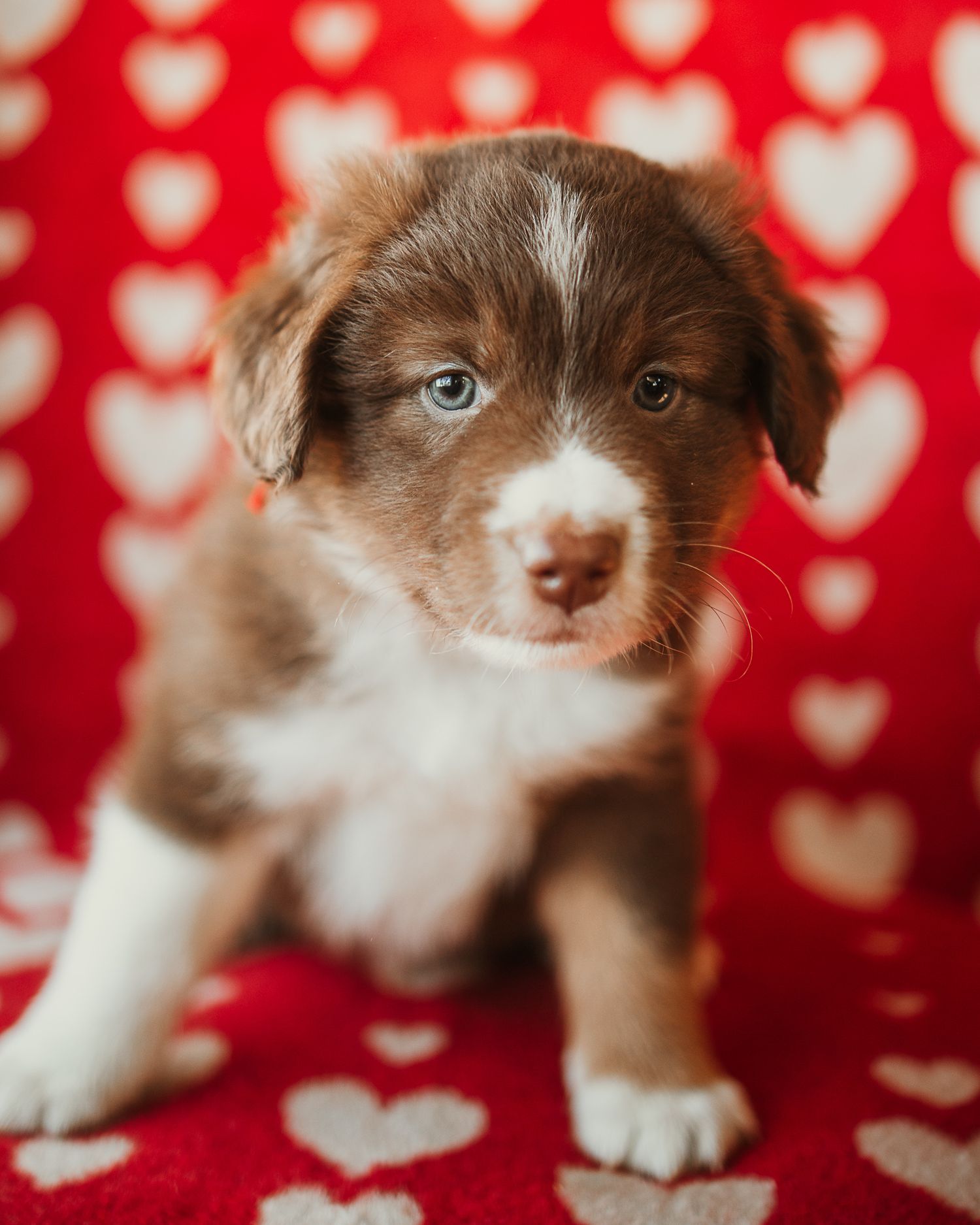 Adorable brown and white Australian Shepherd puppy poses against red and white heart patterned background.