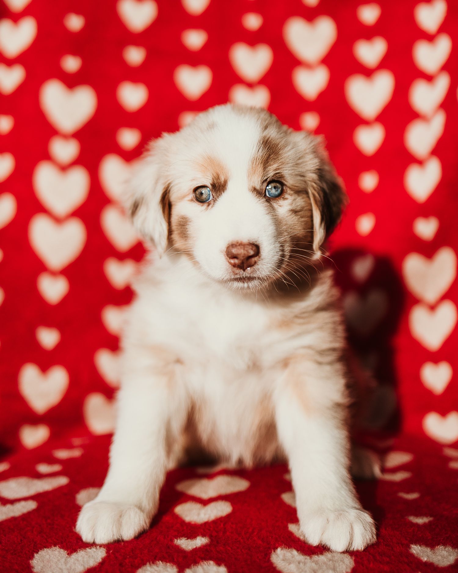 Adorable Australian shepherd puppy poses on red background with heart pattern, showcasing different playful positions.