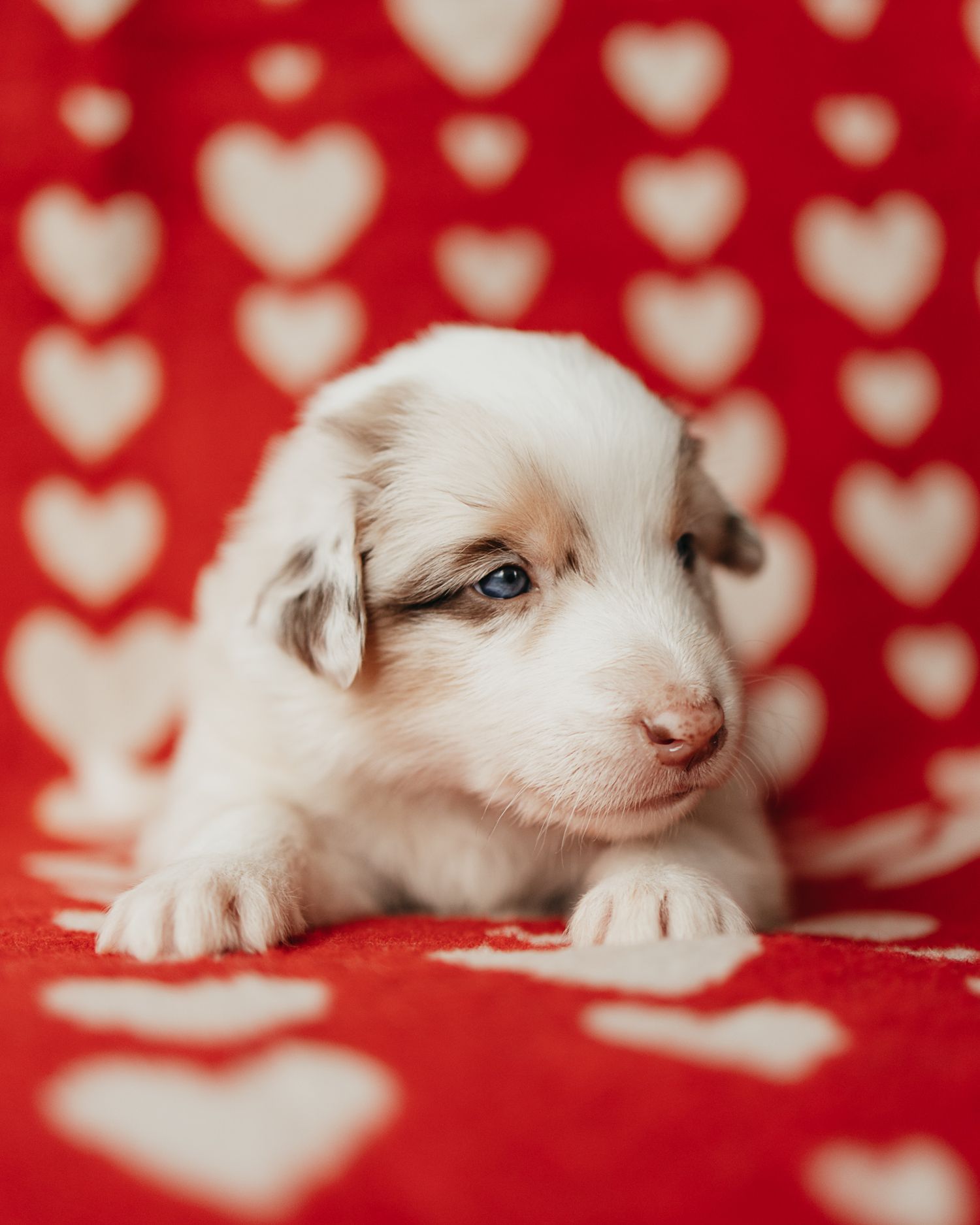 Adorable white puppy lying on red background with heart pattern, looking at camera with bright blue eyes.