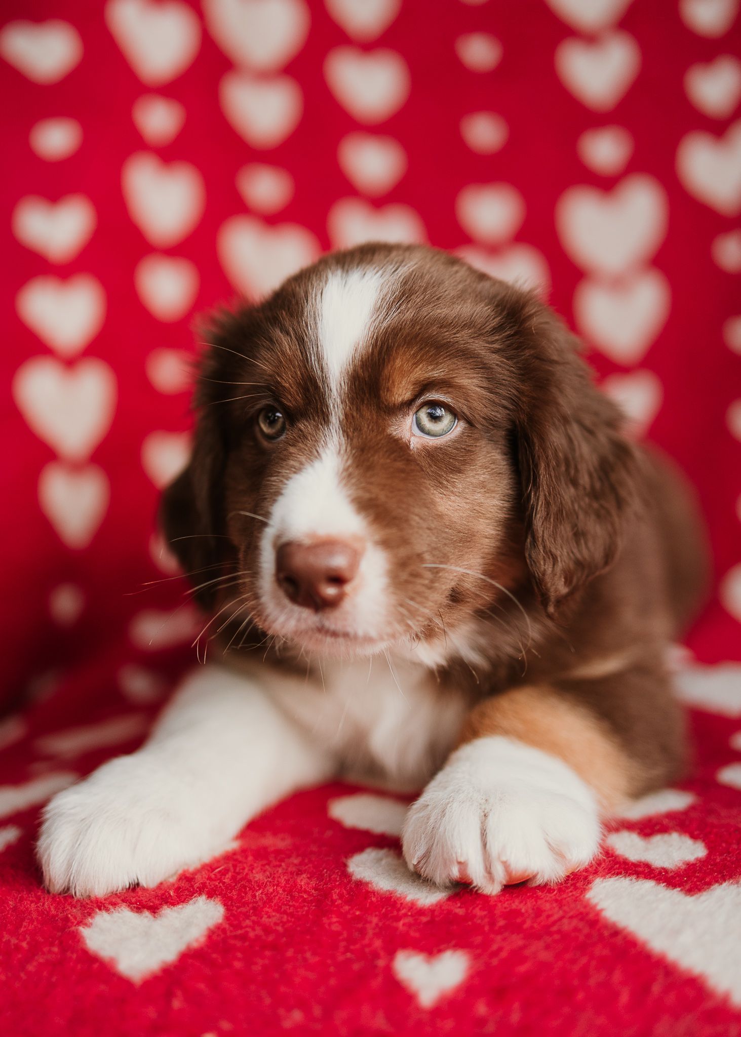 Adorable brown and white Australian Shepherd puppy lying on red heart-patterned background.