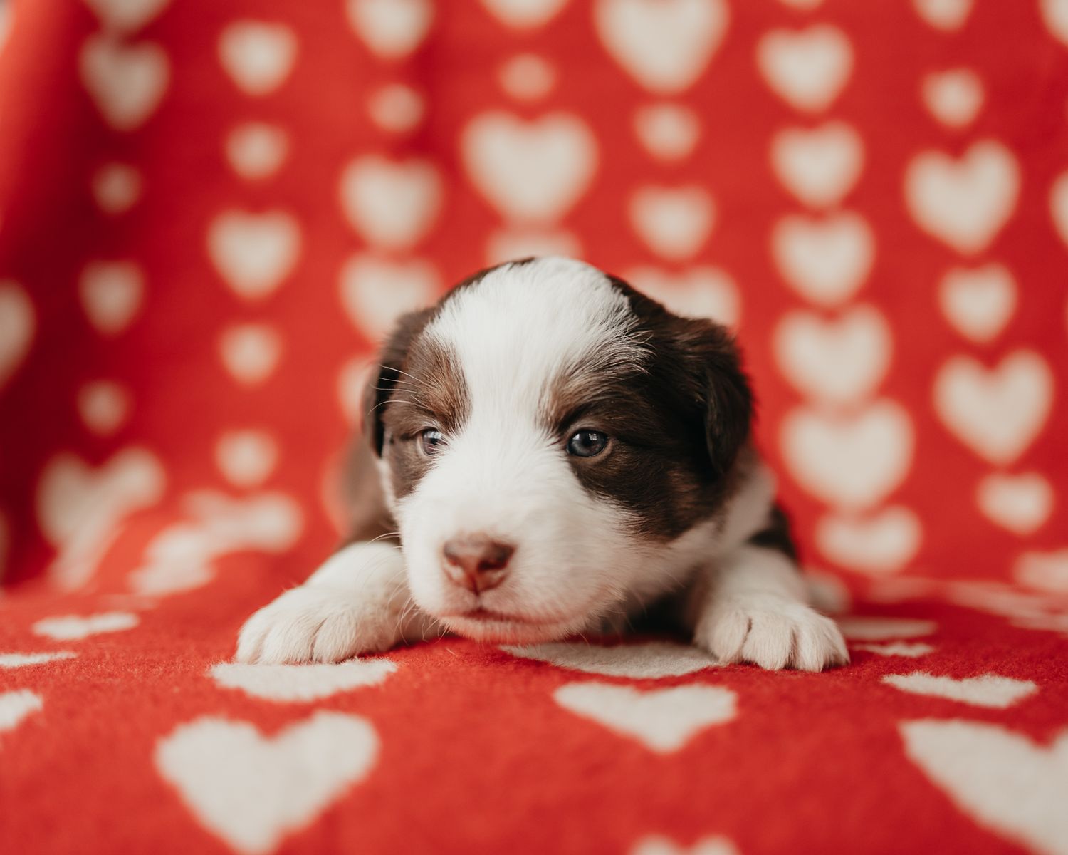 Adorable brown and white border collie puppy peeks over red background with heart pattern.