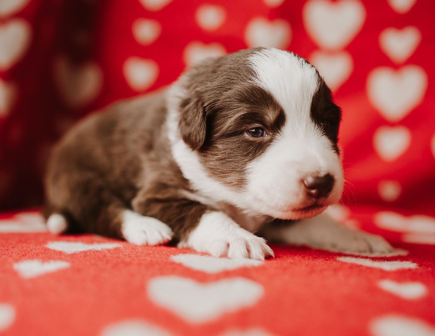 Brown and white puppy lying on red fabric with heart pattern background.