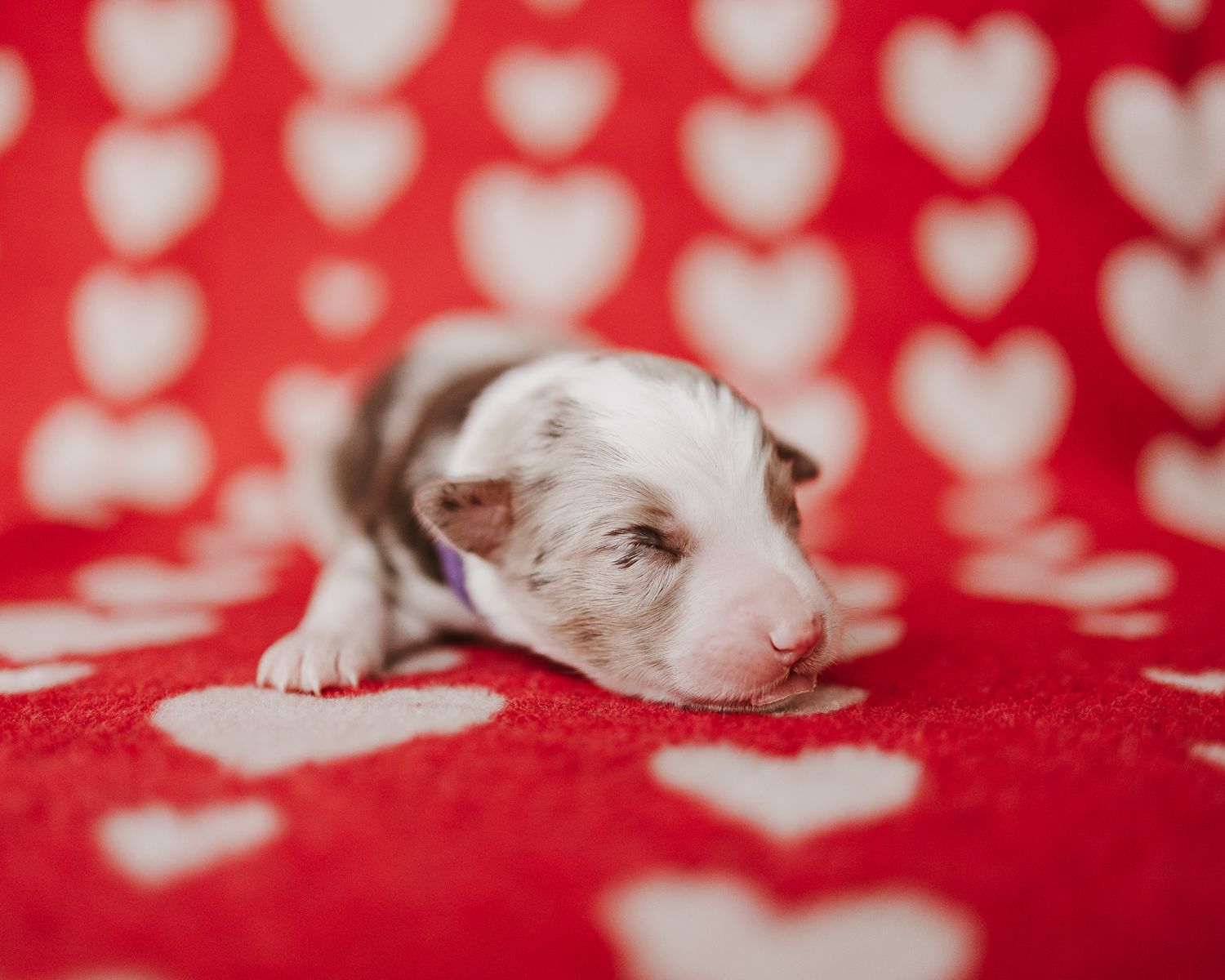 Tiny white puppy sleeping on red blanket with heart pattern background.