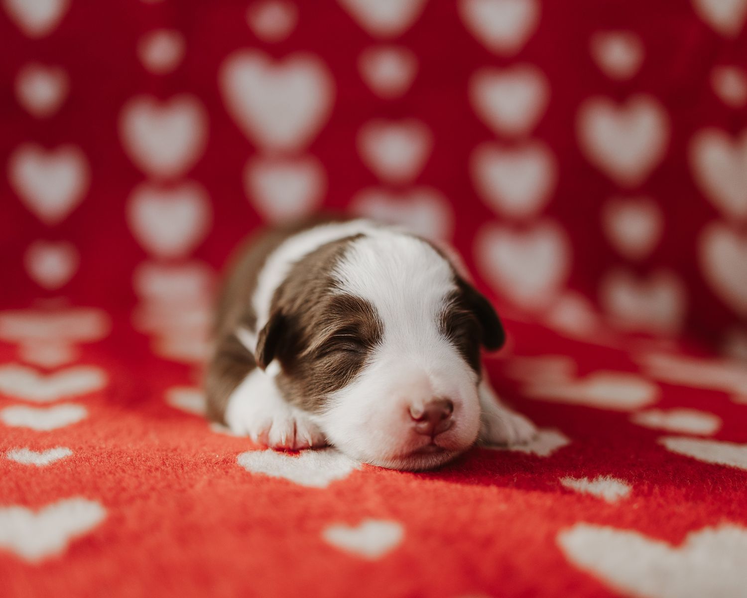 A sleeping dog rests peacefully on a red and white polka dot blanket.