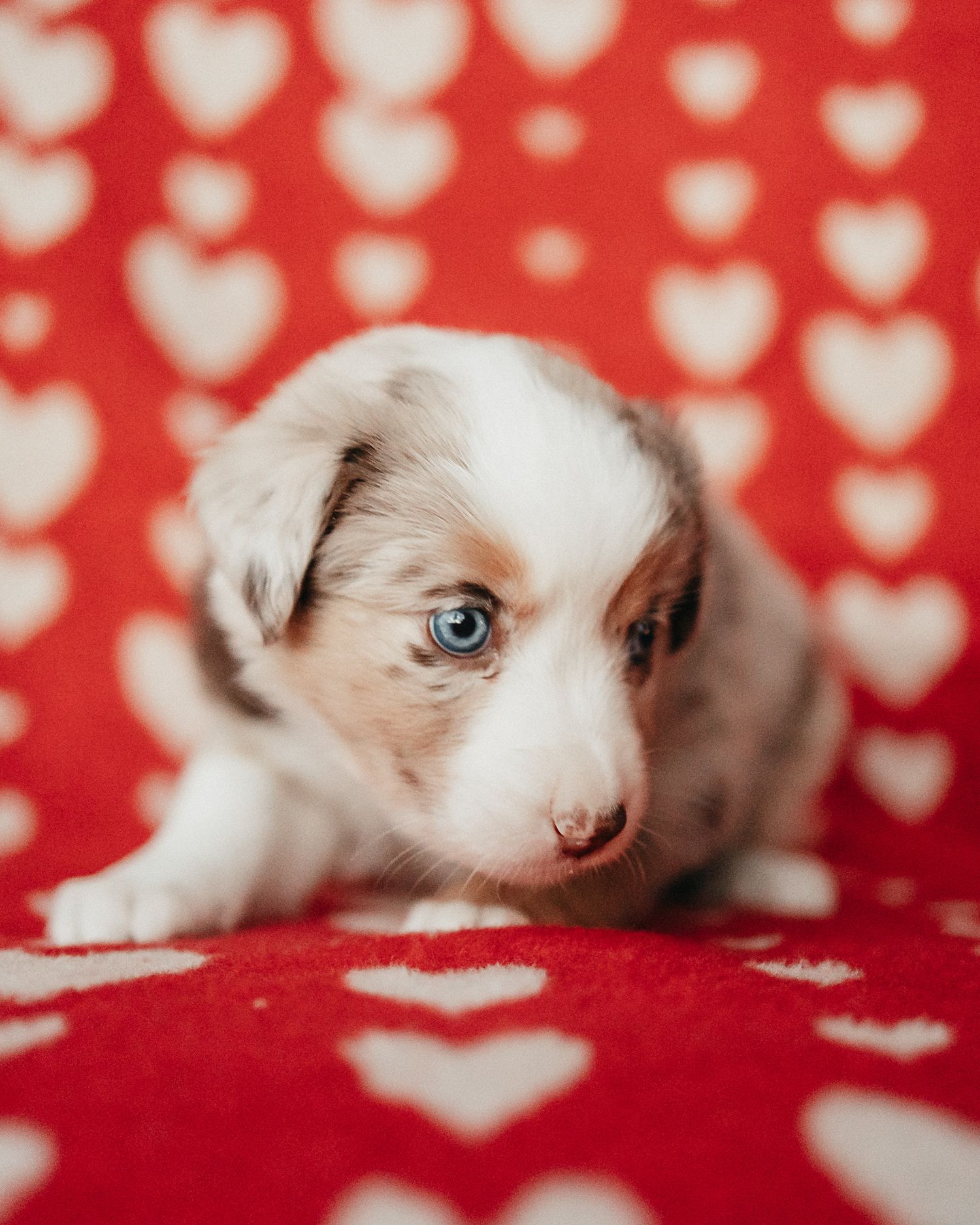 White kitten peeks playfully through heart-patterned red fabric in a series of connected photos.