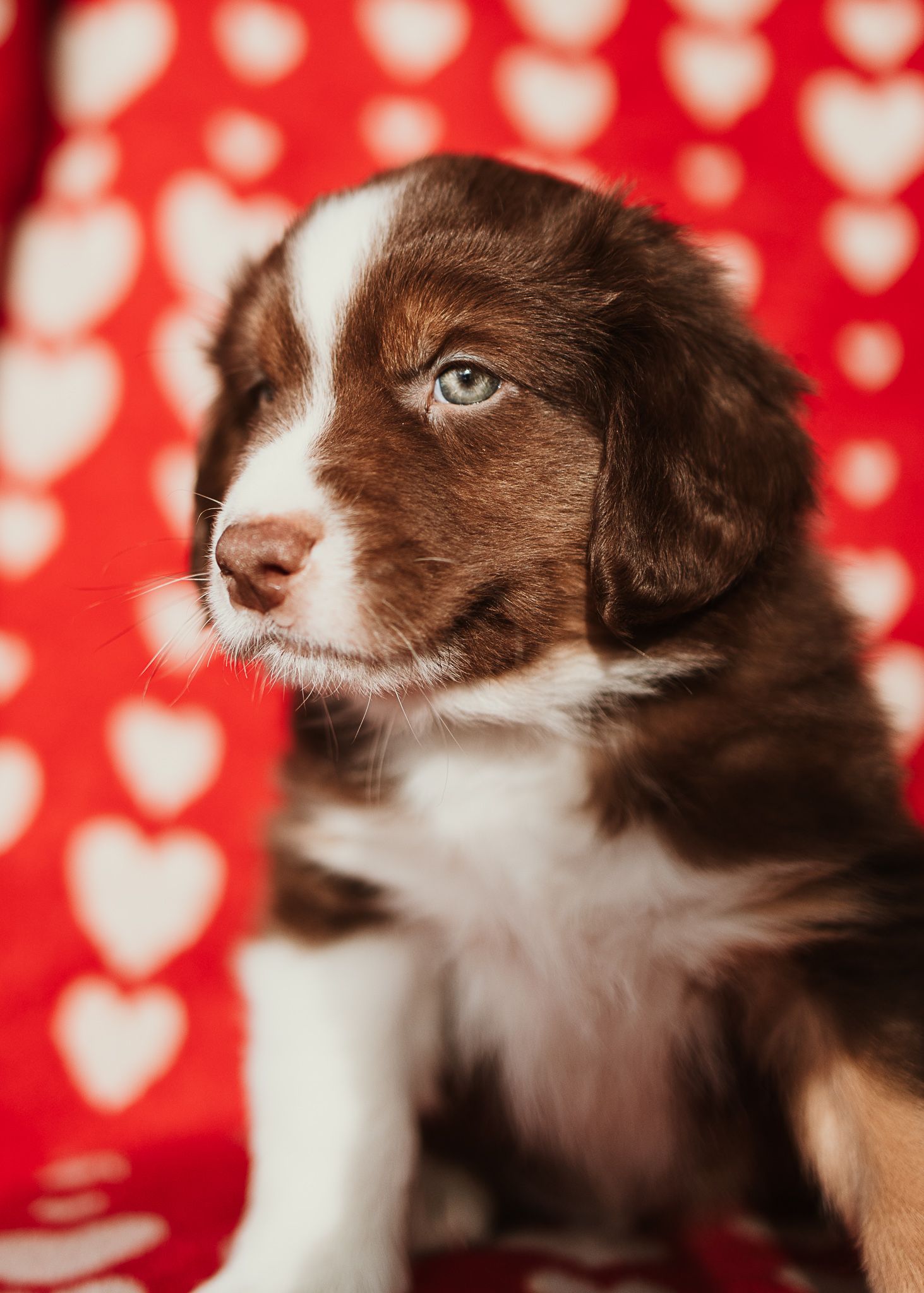 Adorable brown and white Australian shepherd puppy with bright blue eyes against a red and white heart patterned background.