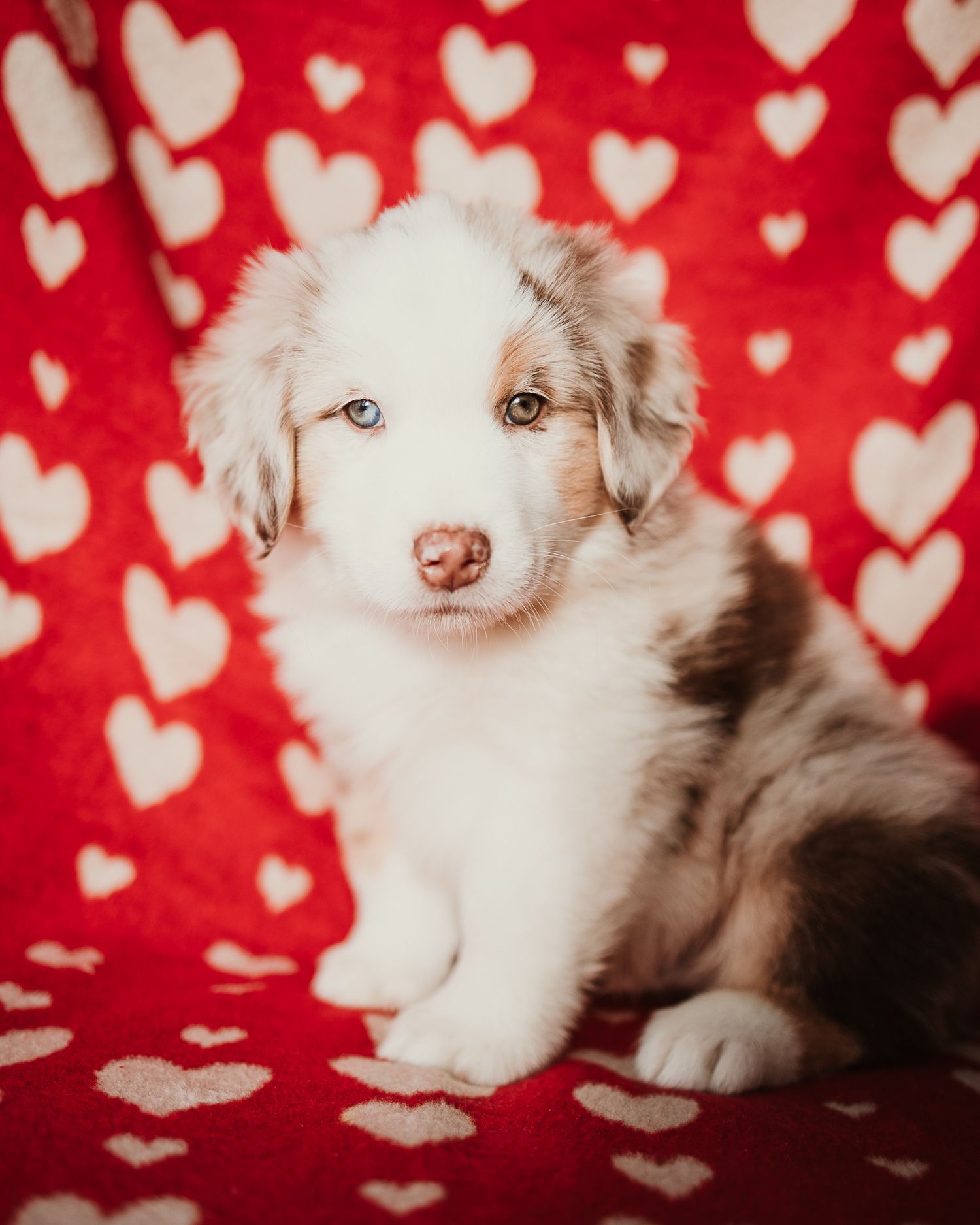 Four sequential photos of an adorable white kitten with blue eyes posing against a red background with heart patterns.
