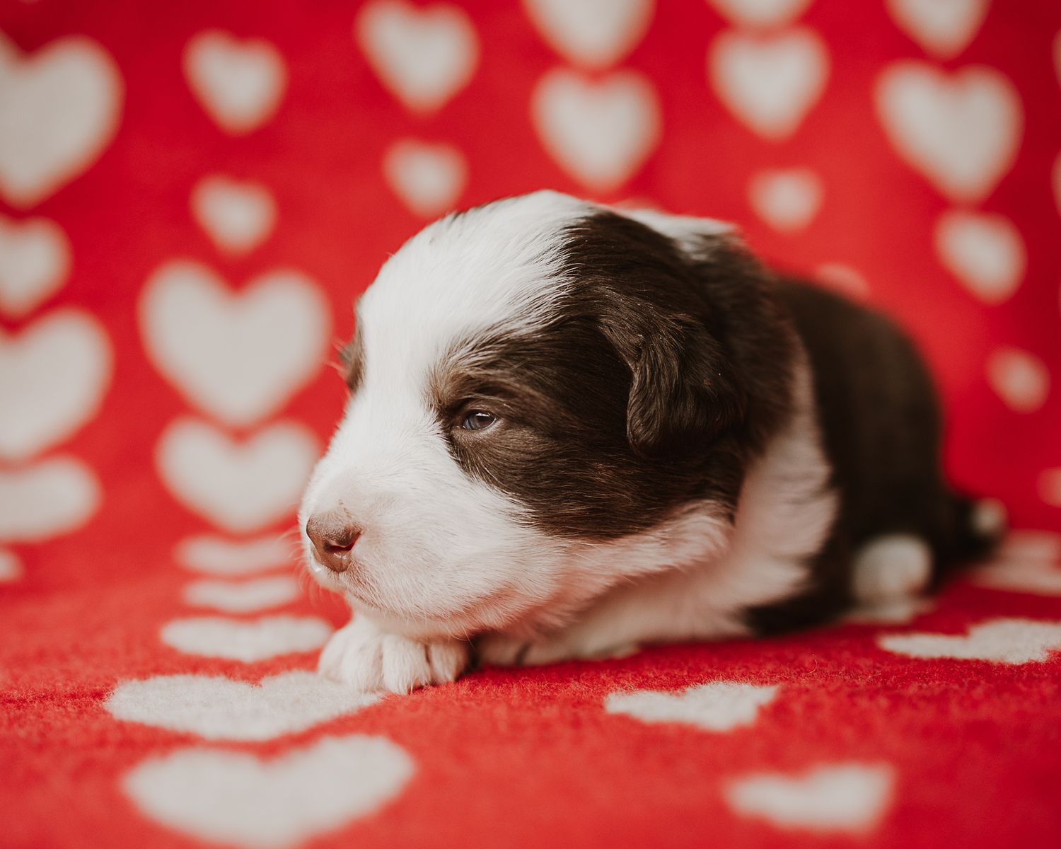 Brown and white puppy sleeping on a red blanket with heart pattern.