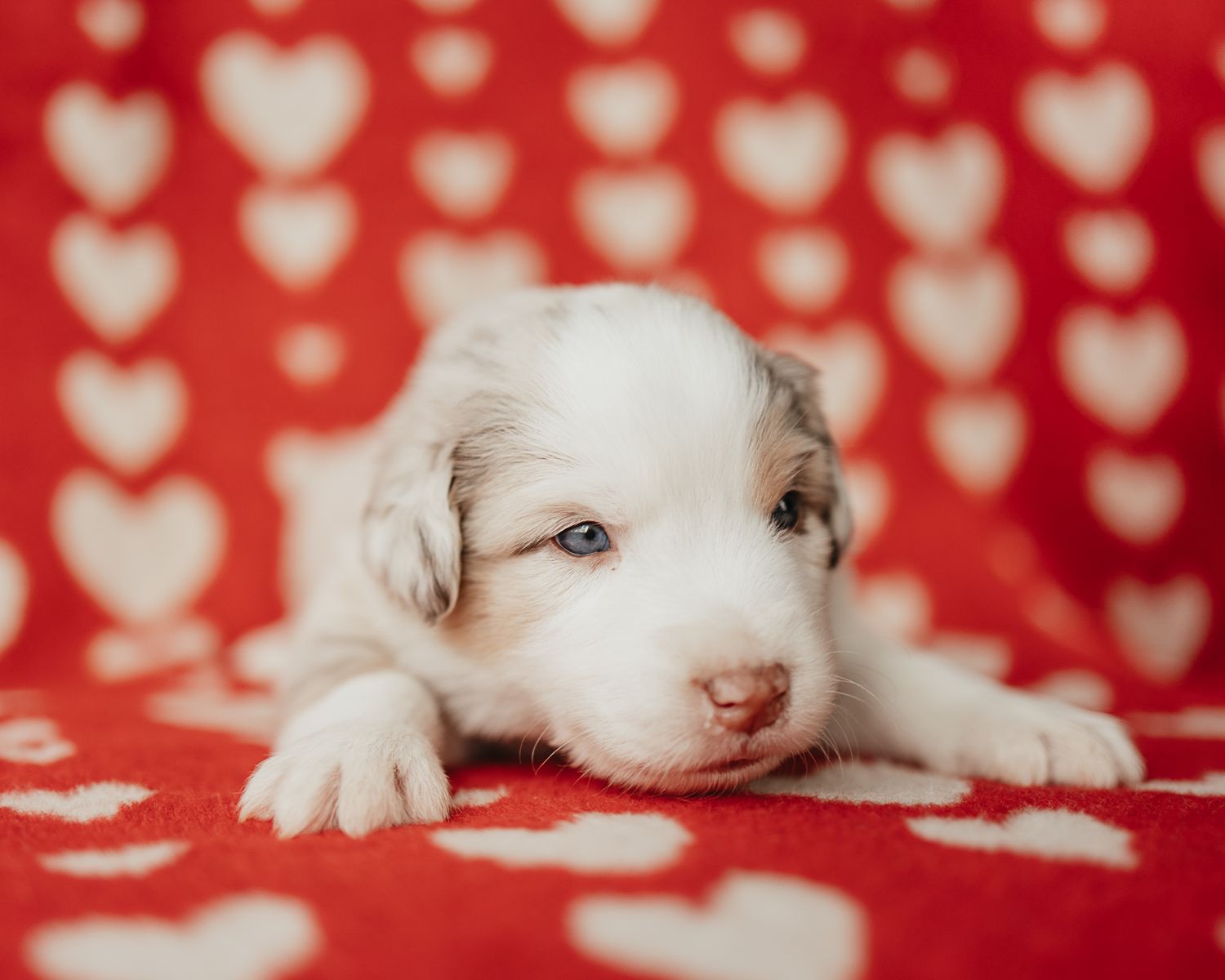 Sweet puppy with blue eyes resting on red and white heart patterned fabric in romantic setting.
