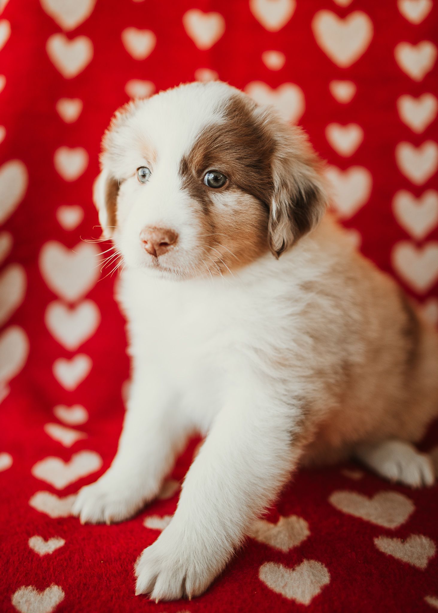 Adorable ragdoll kitten lying on red and white heart patterned blanket showing playful poses in sequential photos.