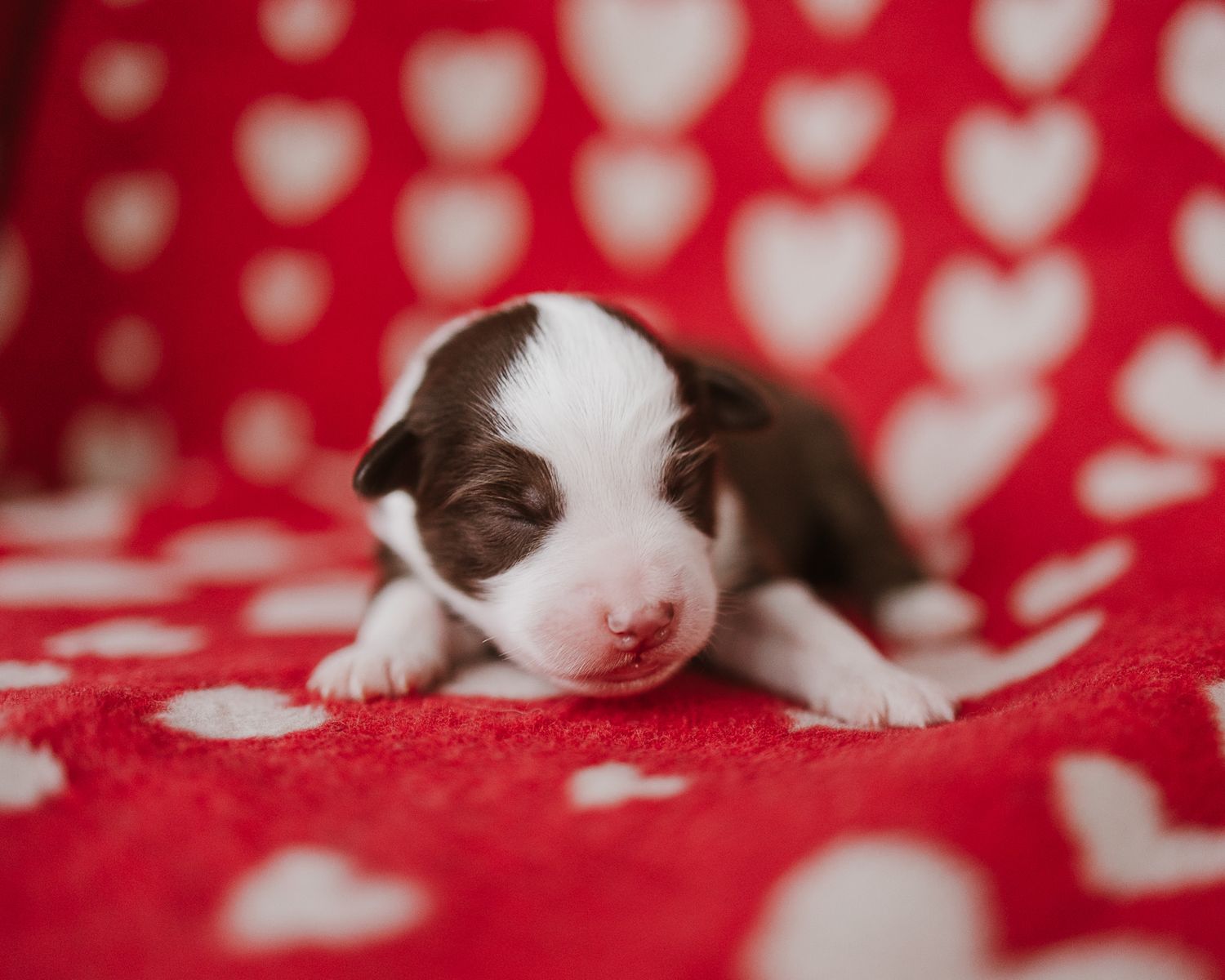 Tiny puppy sleeping on red and white polka dot fabric with shallow depth of field.
