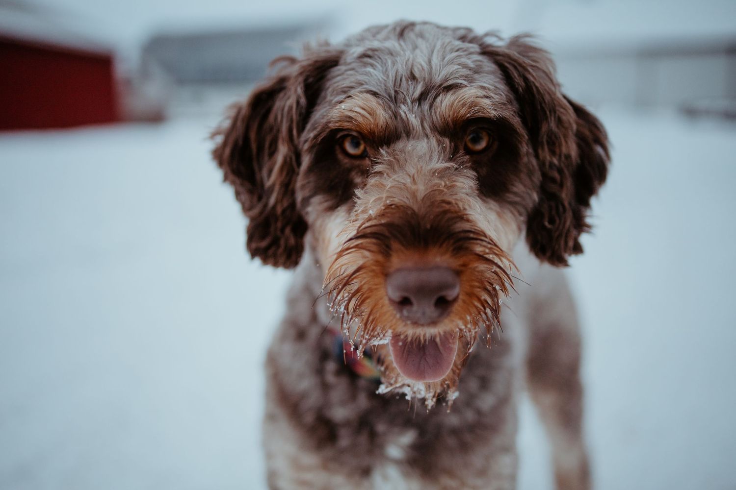 Close-up portrait of a scruffy brown Labradoodle dog with curly fur looking at the camera.