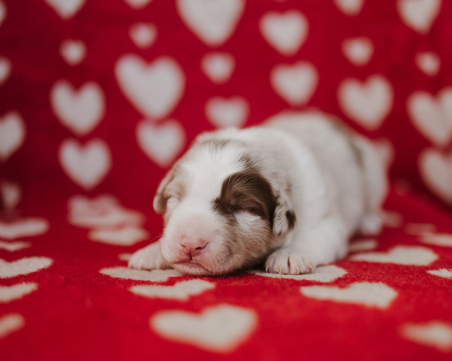 White kitten sleeping on red fabric with heart pattern background.