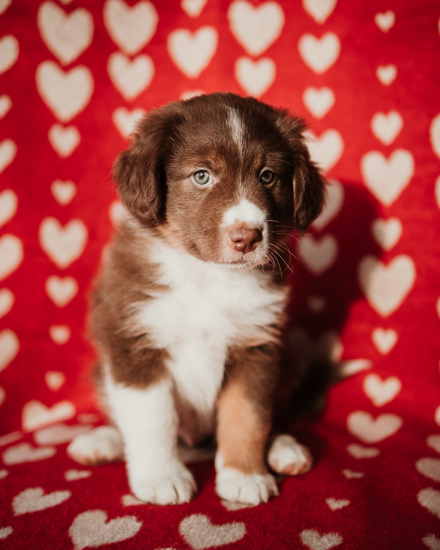 Brown and white puppy poses against red background with heart pattern in Valentine's Day themed photo series.