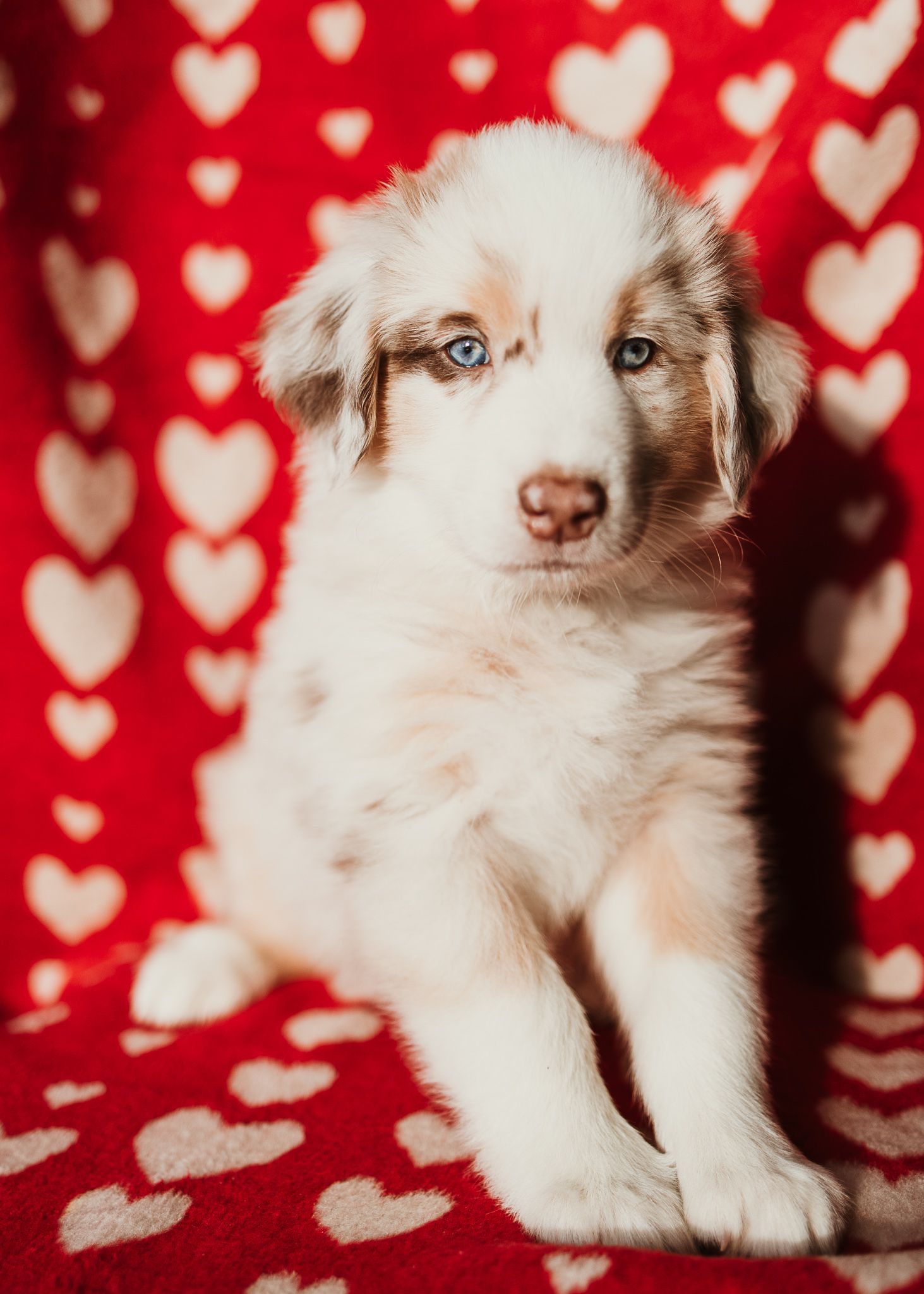 Adorable Australian Shepherd puppy with striking blue eyes sits against red and white heart patterned background.
