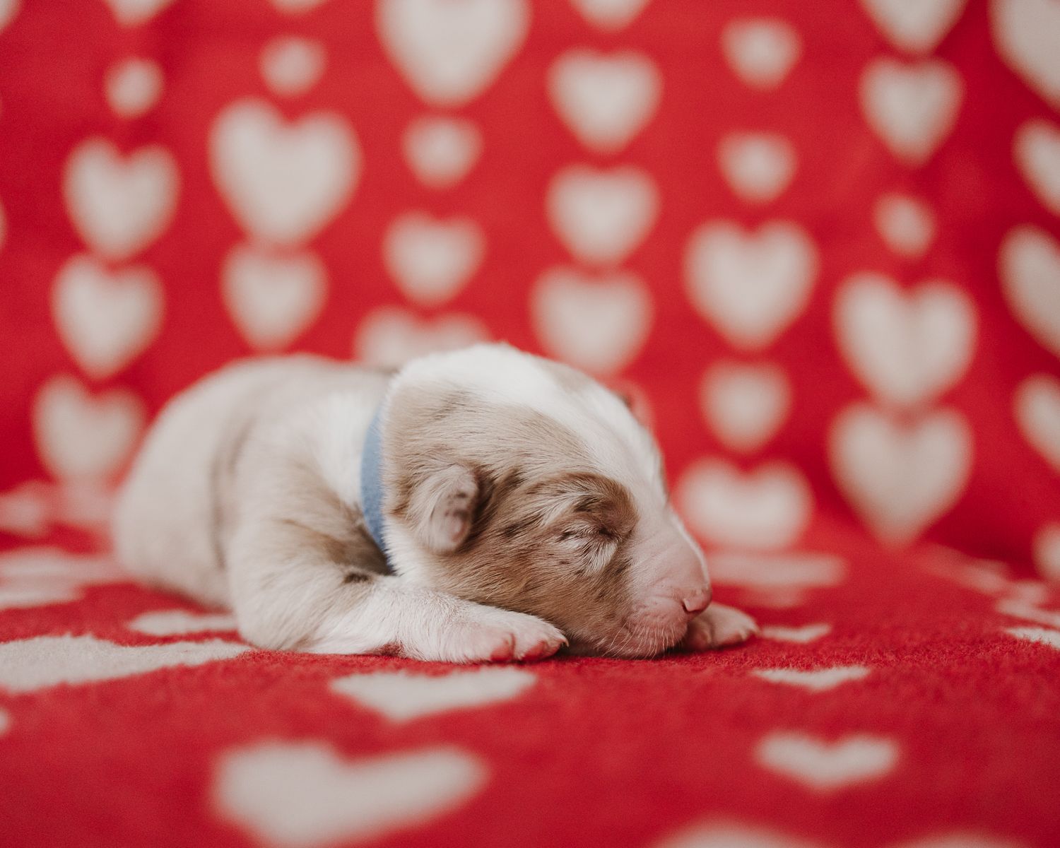 Ragdoll kitten sleeping on red heart patterned fabric with white hearts creates a sweet Valentine's Day scene.
