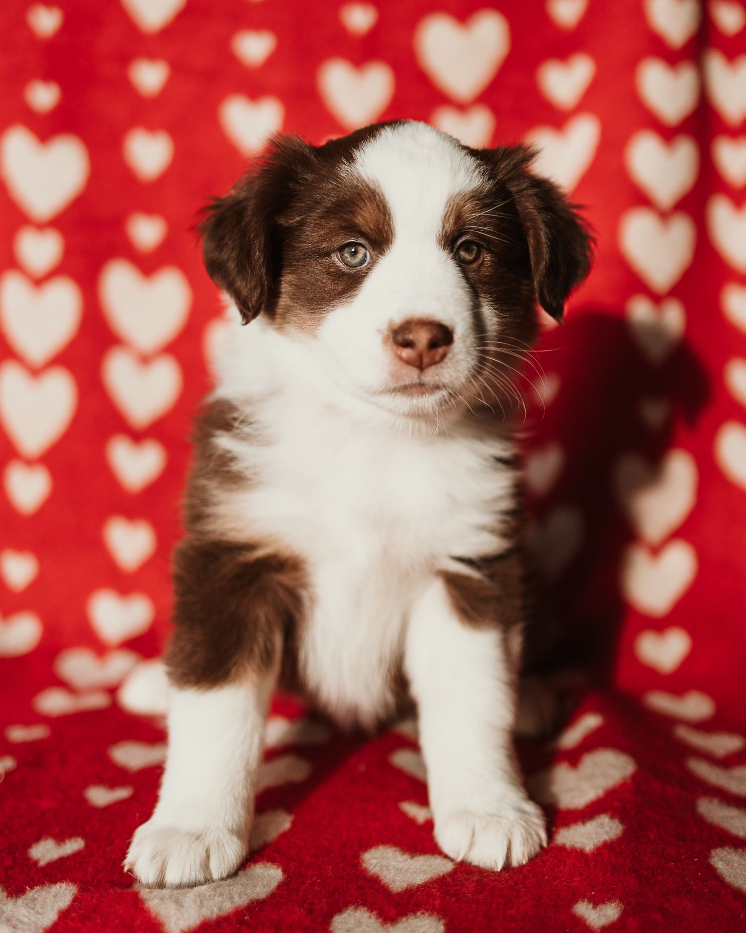 Brown and white Australian Shepherd puppy standing on red and white heart patterned fabric.