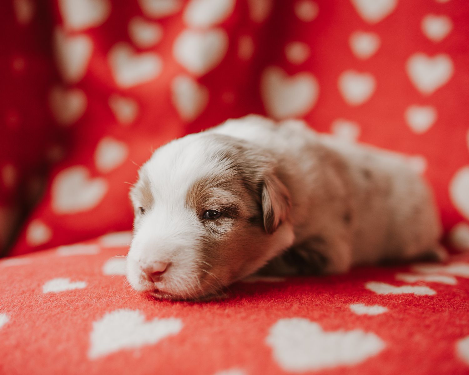 A tiny white kitten sleeping peacefully on a bright red textured surface with bokeh lights in the background.