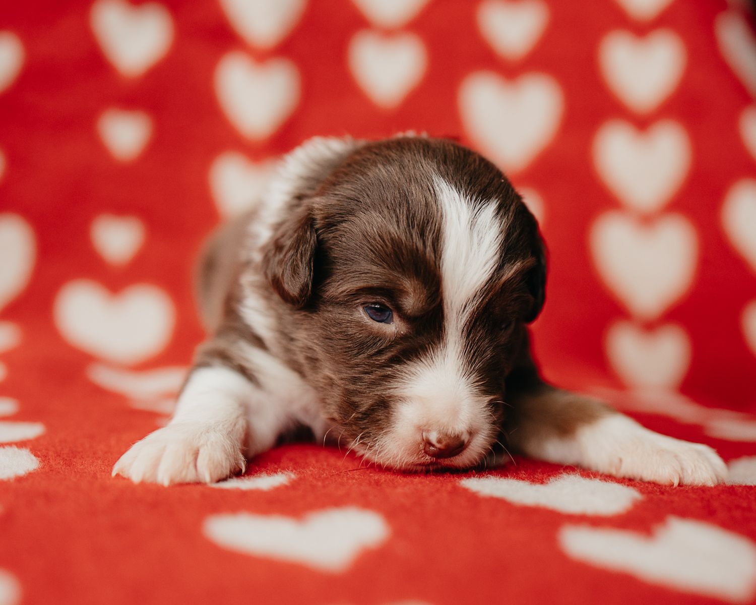 Sleeping brown and white kitten curled up on red and white heart patterned fabric.