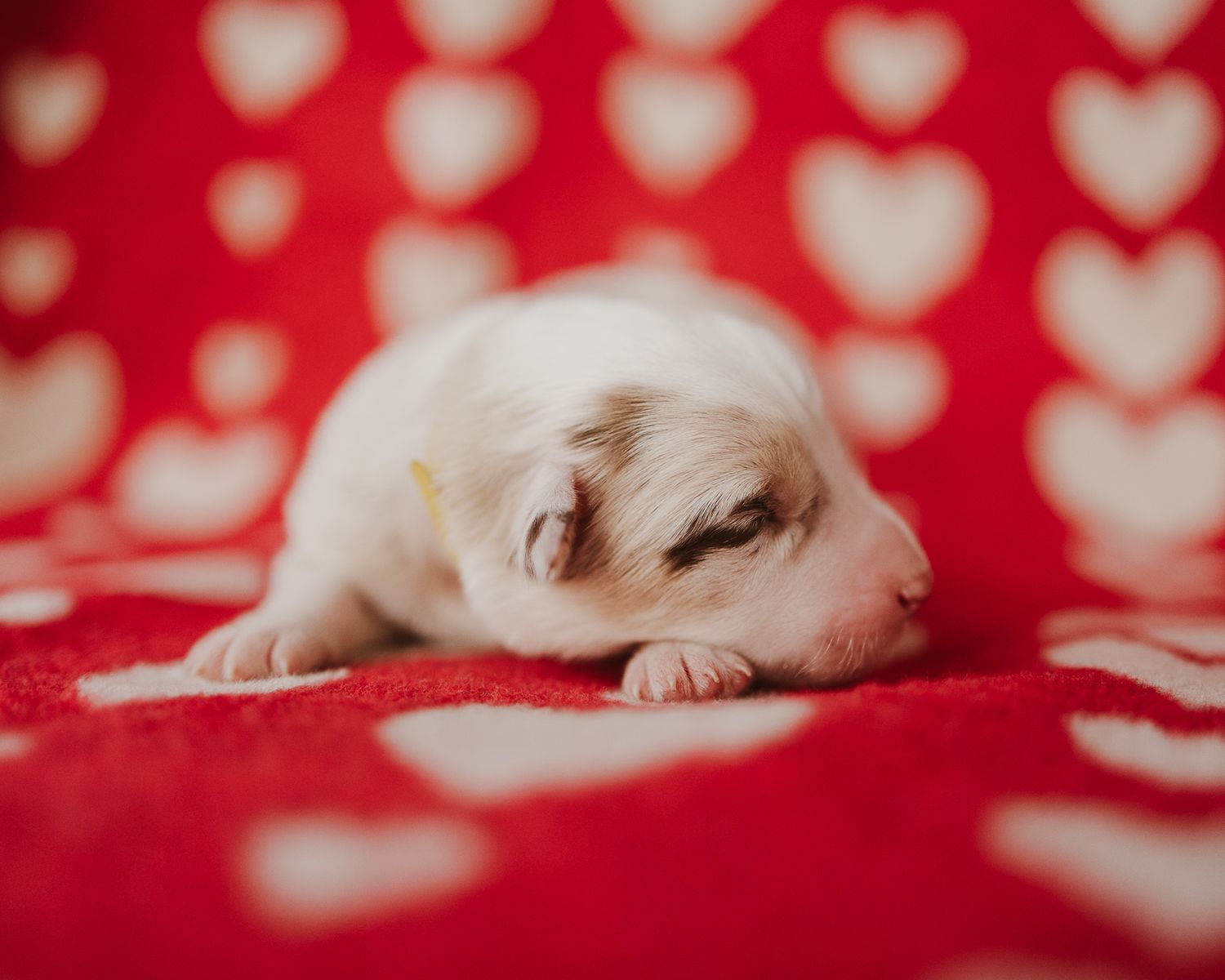 White kitten sleeping peacefully on red heart-patterned blanket in soft natural lighting.
