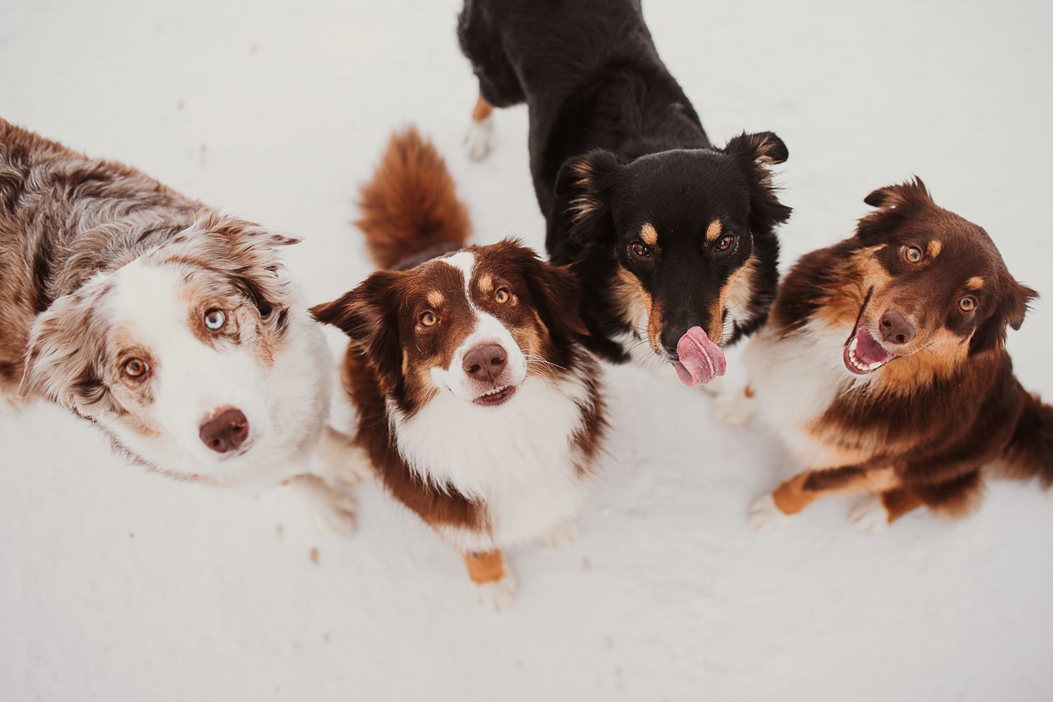 A row of dogs peeking over a white surface with their heads lined up in a playful arrangement.