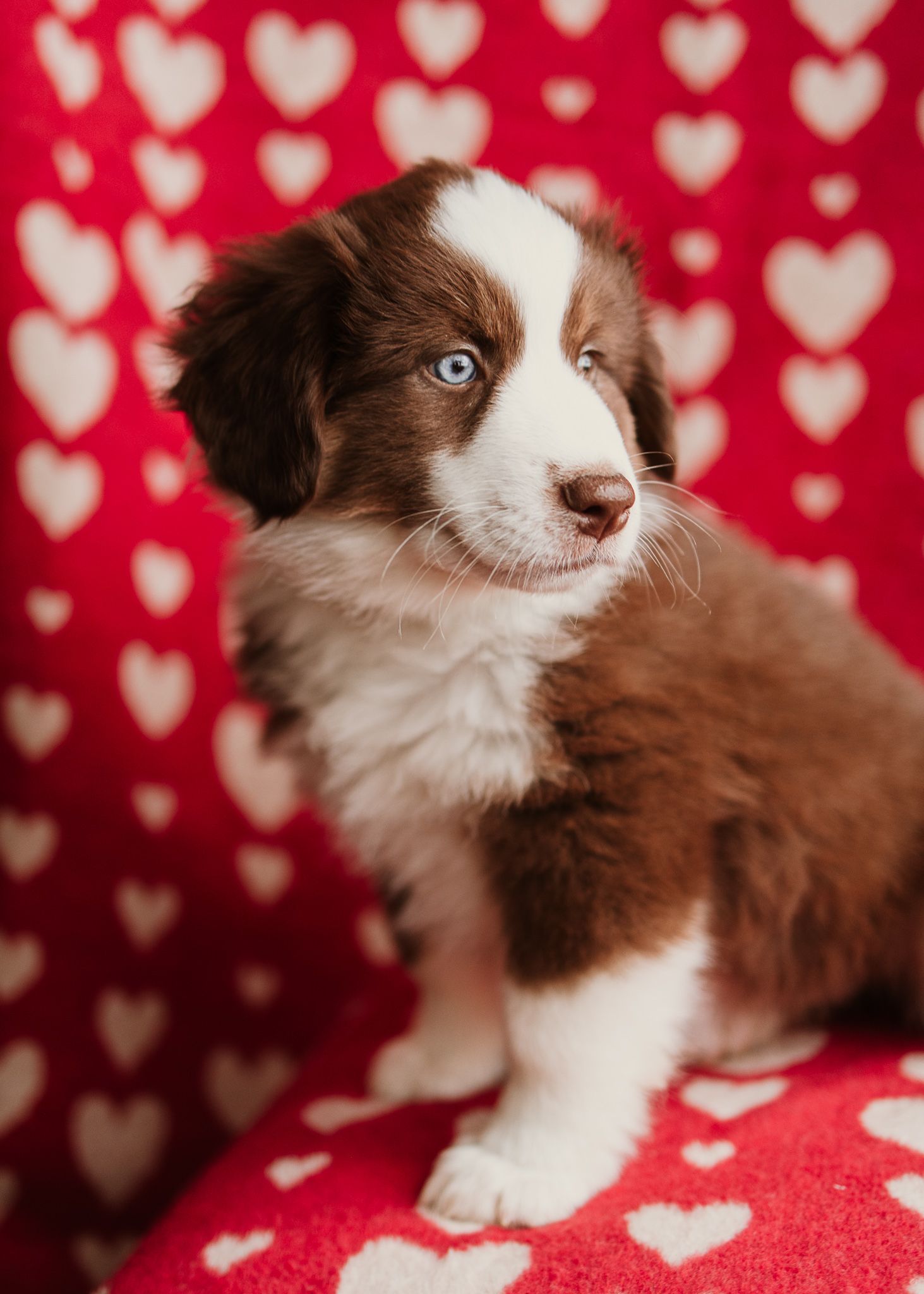 Brown and white Australian Shepherd puppy poses against red heart patterned background for Valentine's Day photo.
