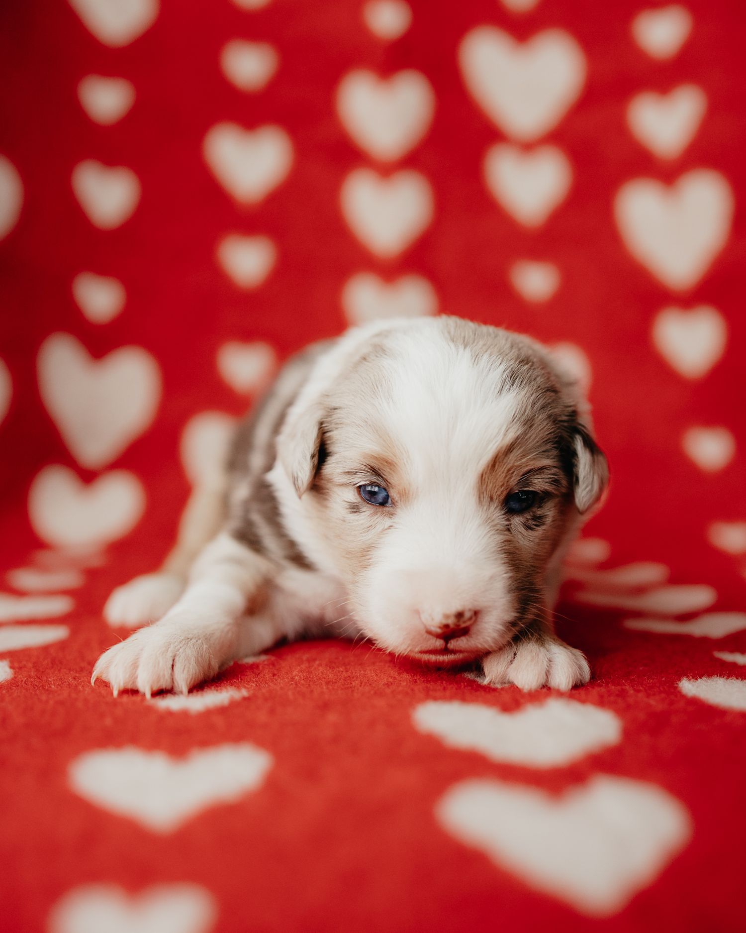 White kitten lying on red heart patterned background in romantic Valentine's Day themed photo series.