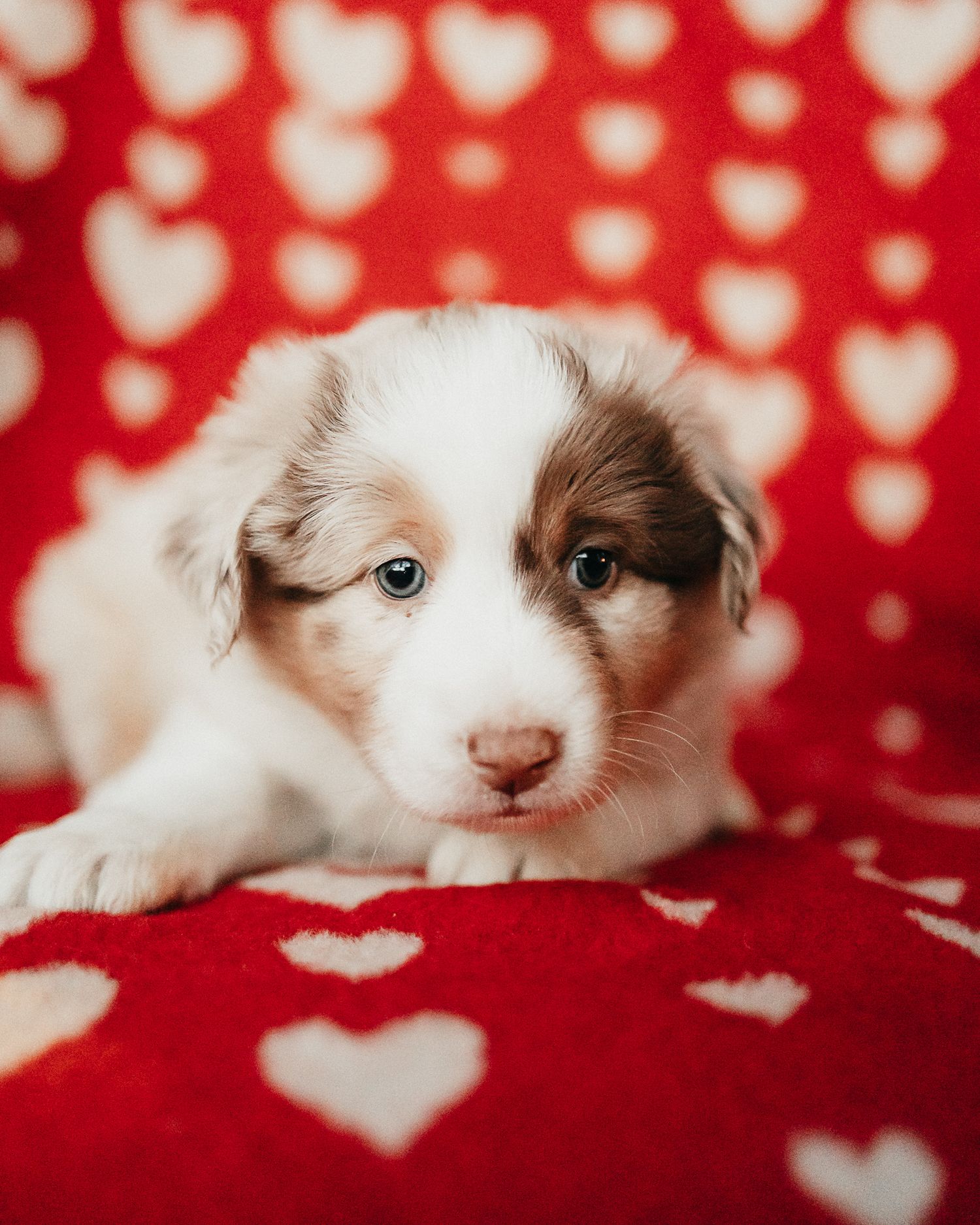 Adorable Australian Shepherd puppy lying on red heart-patterned blanket with bright blue eyes and brown patches.