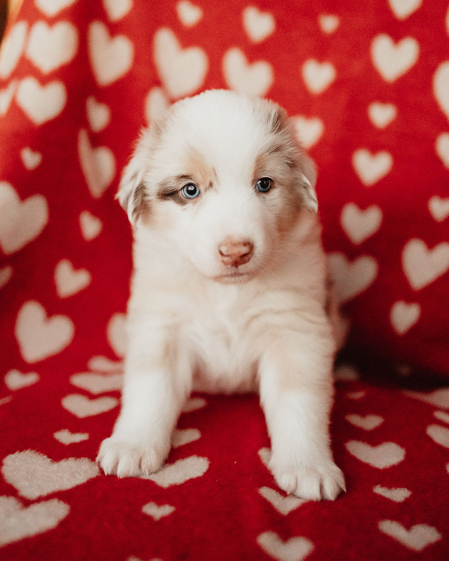Adorable white Australian Shepherd puppy sits on red and white heart patterned blanket.